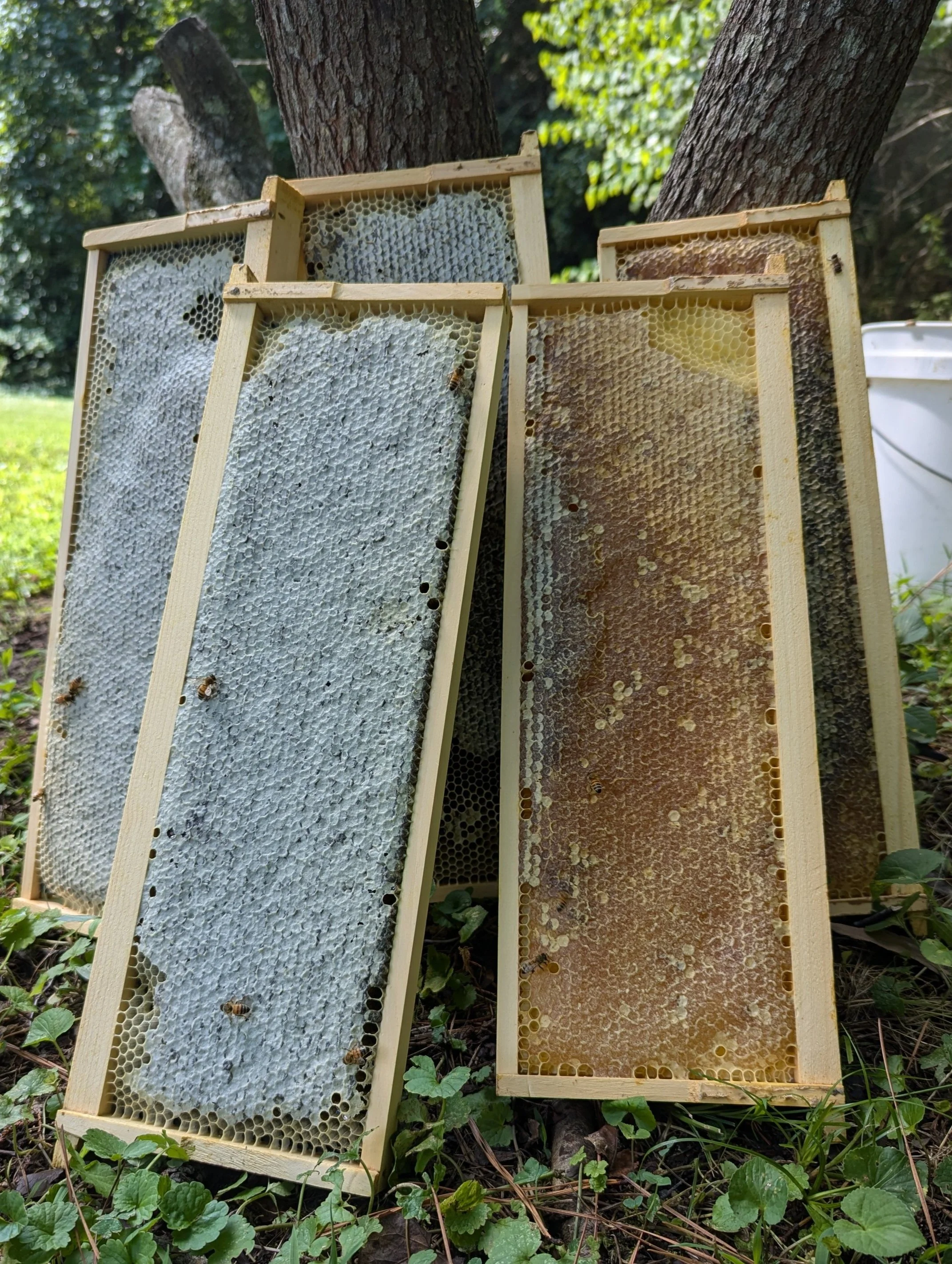 How is Honey Made | Is Honey Bee Vomit | How is Honey Extracted ...