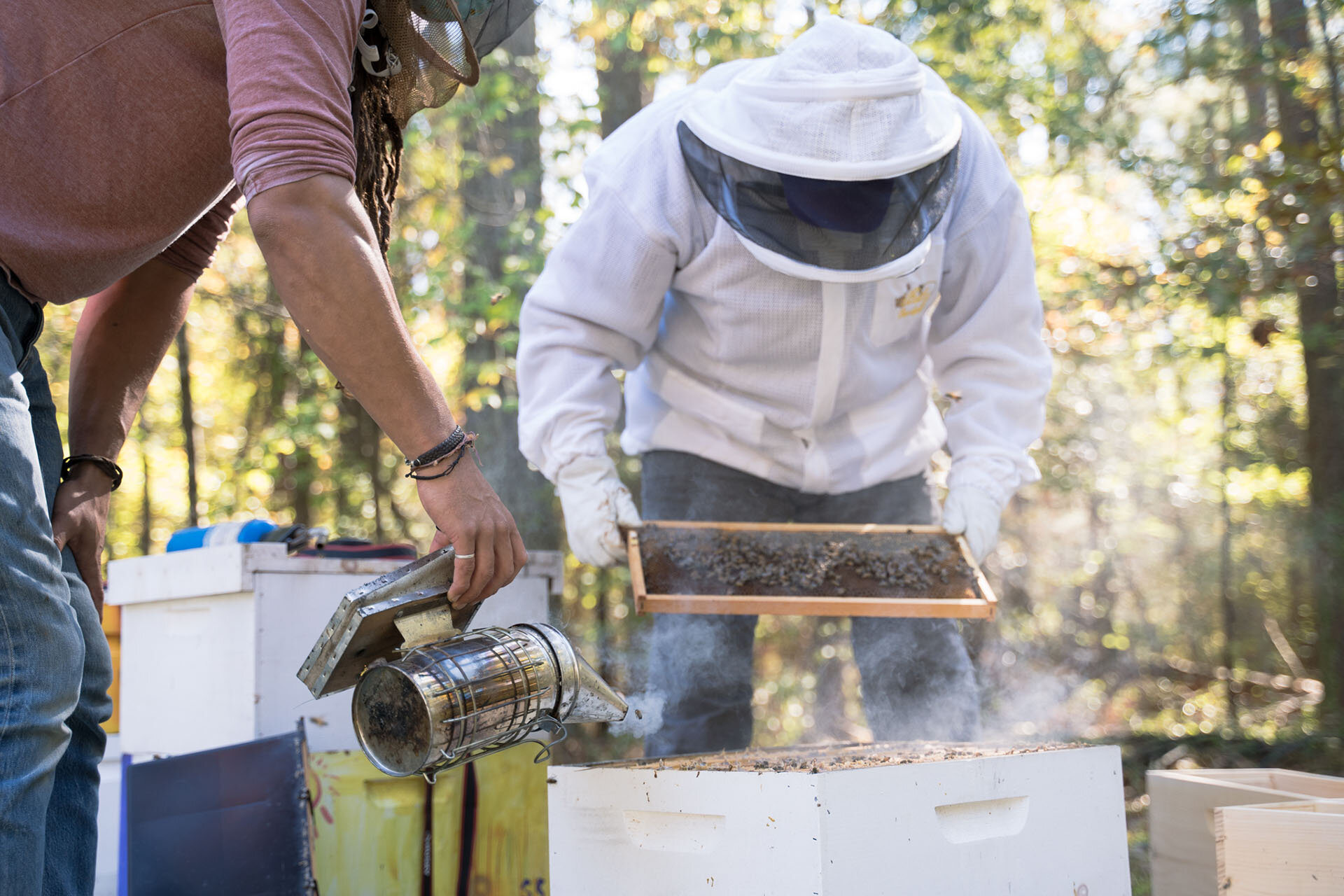 Why so many new beekeepers quit - Honey Bee Suite