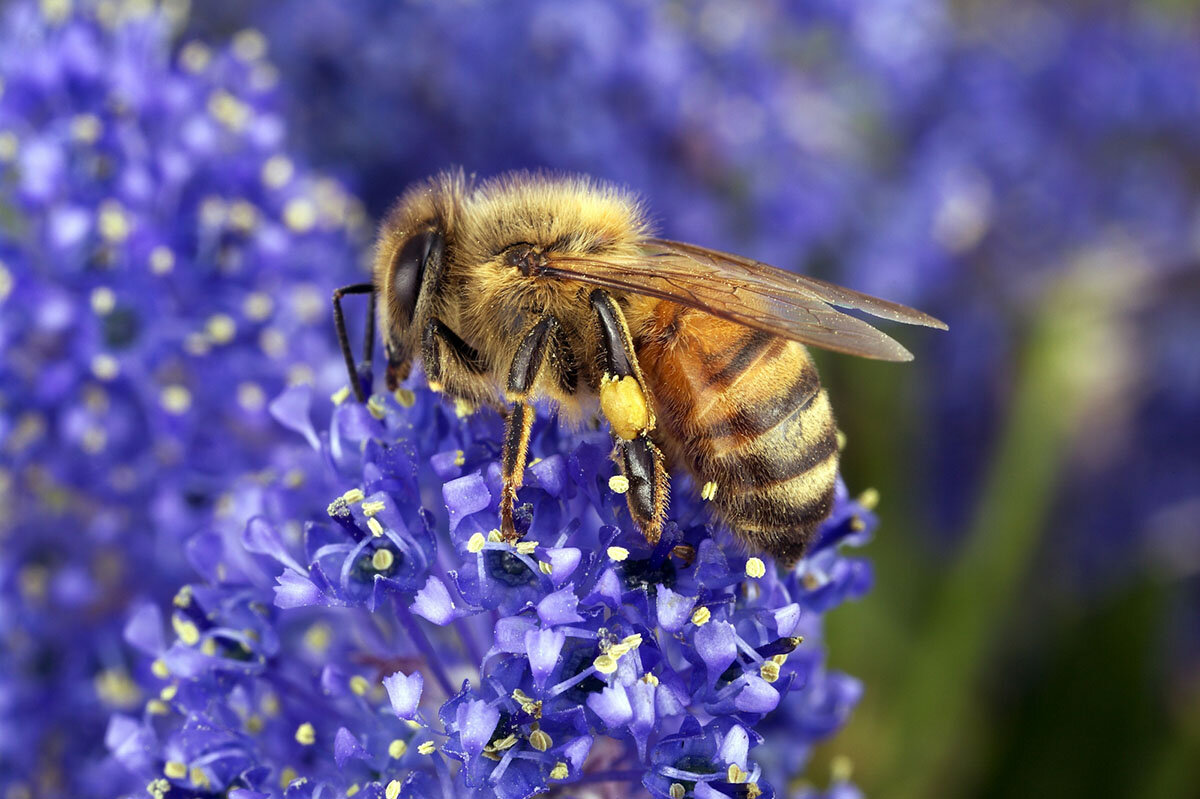 Flowers That Produce Honey