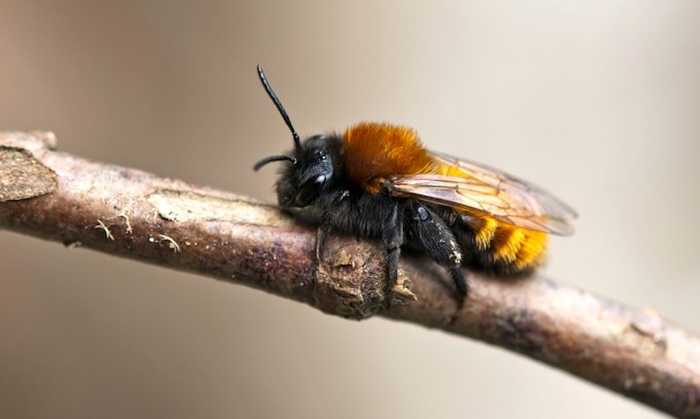 closeup-of-tawny-mining-bee-on-branch.jpg
