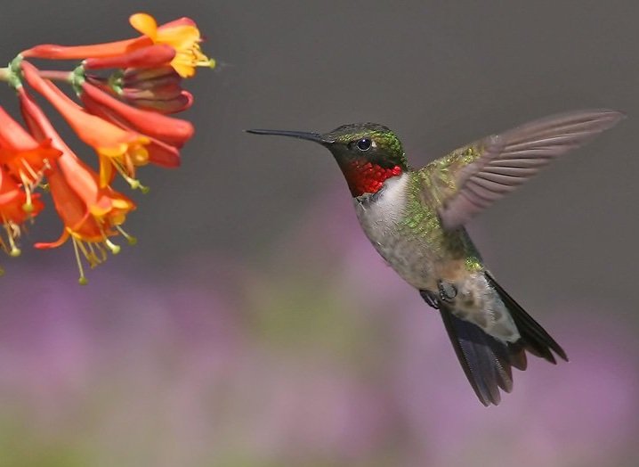 ruby_throated_hummingbird_3.jpg