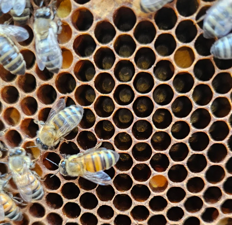 How to Clean Up Honey: Quick and Easy Tips for a Sticky Mess