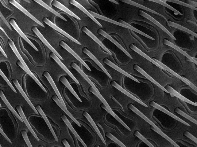 Honey Bee Sensory Superpowers: Smell