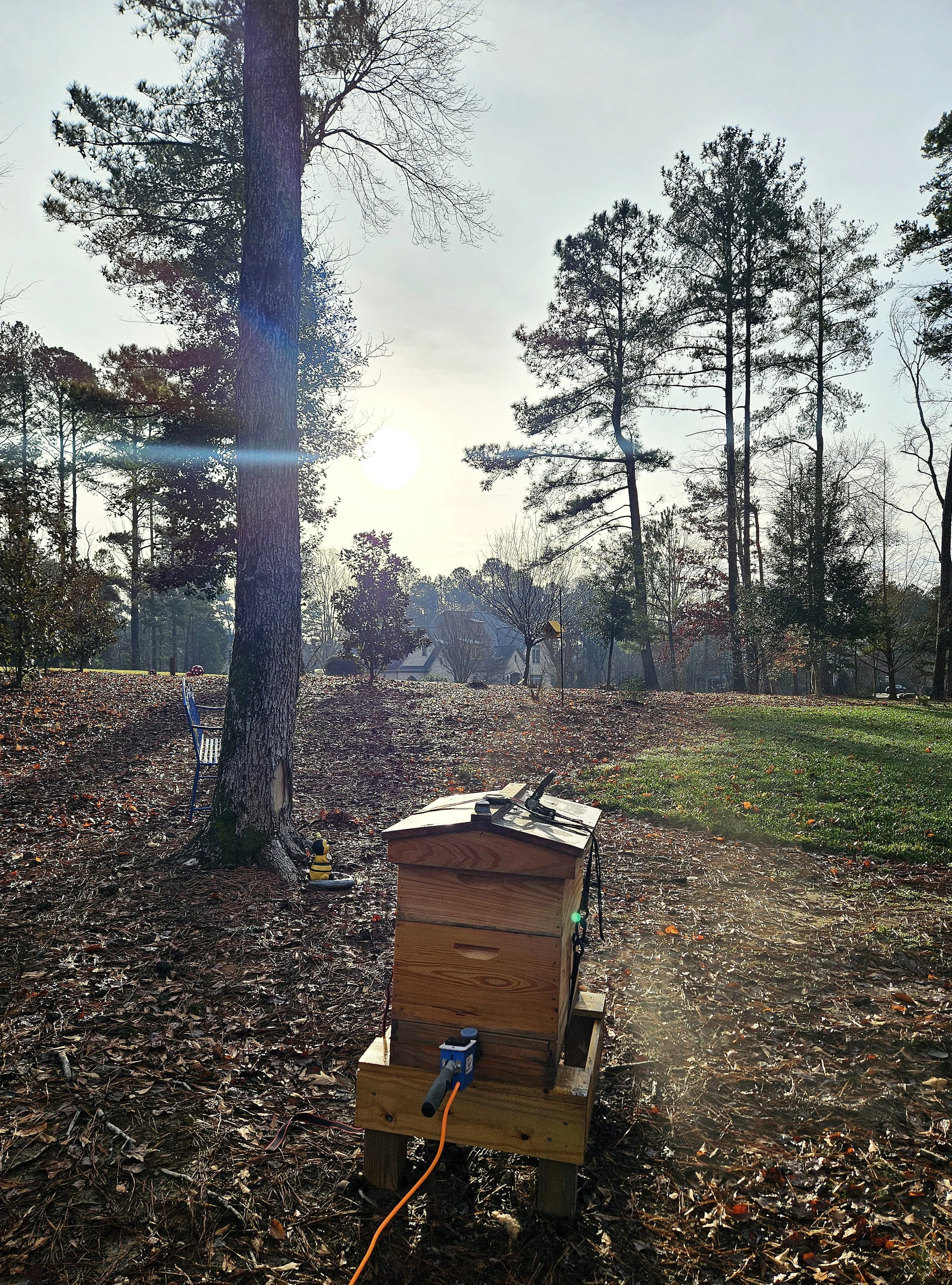 What Makes a Yard Good for Bees? A Practical Guide to Hive Landscaping in NC