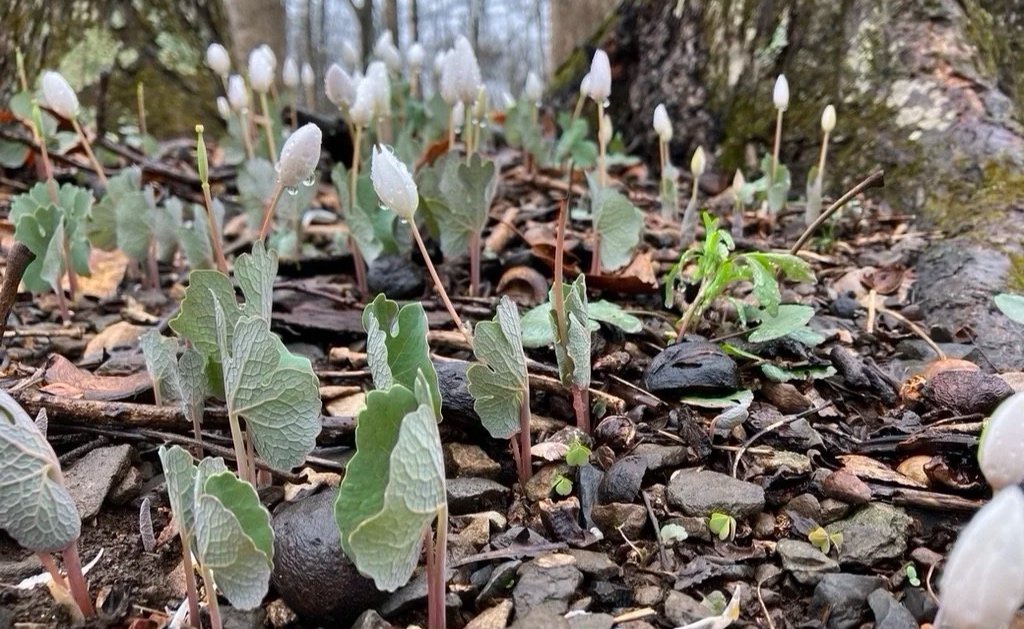 Emergent Bloodroot (Sanguinara canadensis) flowers and leaves in the mountains of central Virginia