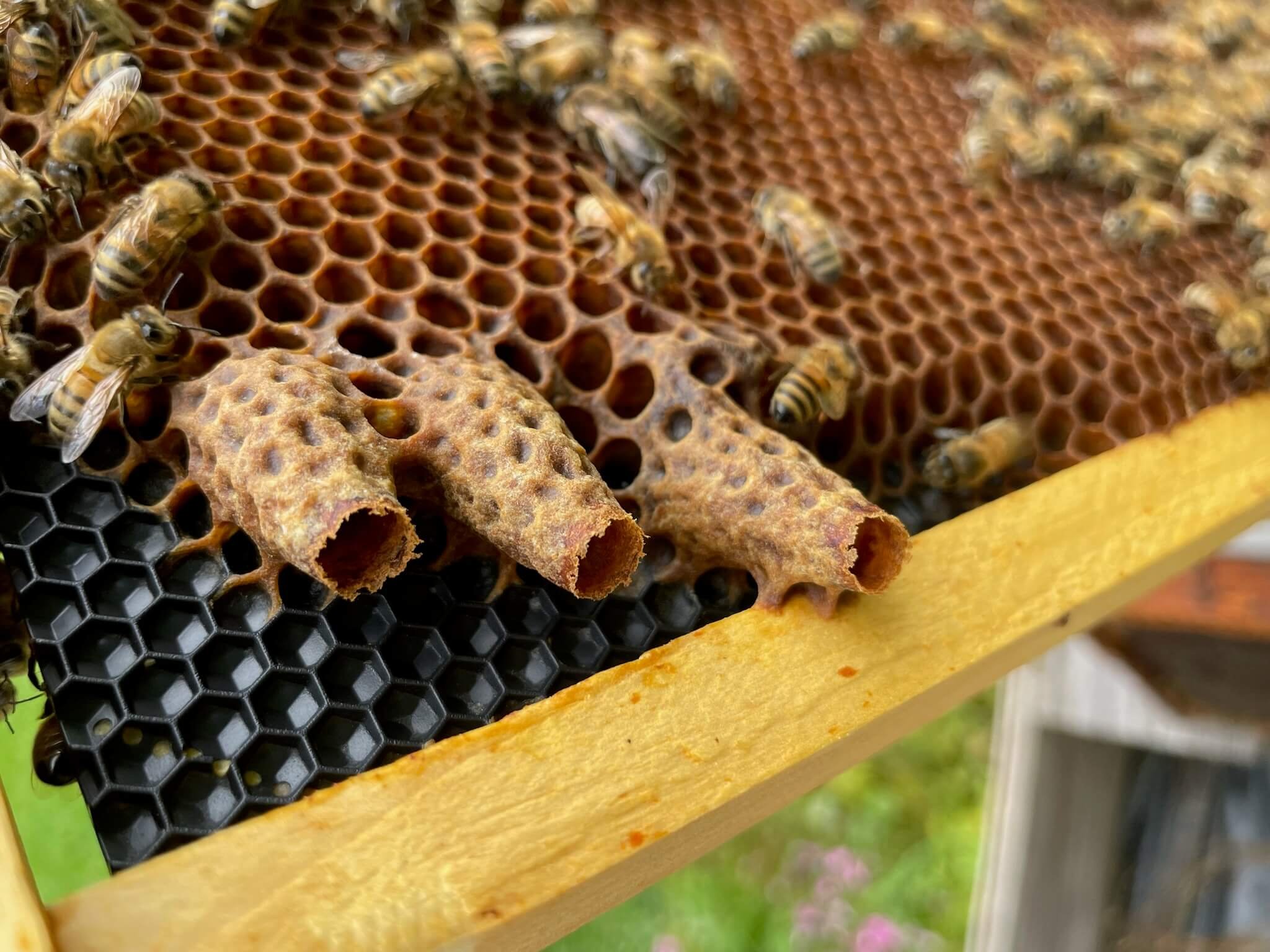 Bee swarms: What you need to know to stay safe