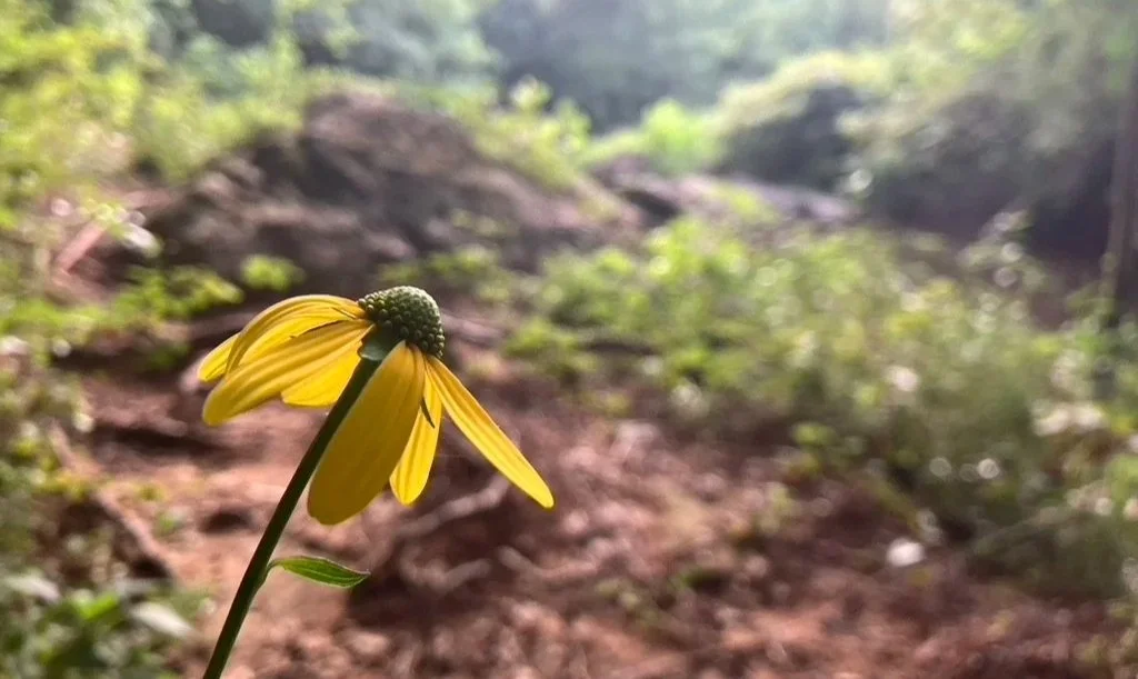 Green-Headed Coneflower (Rudbeckia laciniata) blooming on the banks of the Eno River
