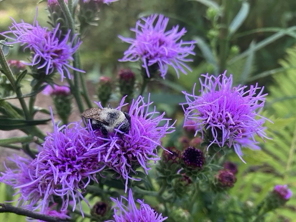A native Bumblebee (Bombus sp.), asleep on a dew covered New England Blazing Star (Liatris novae-angliae)