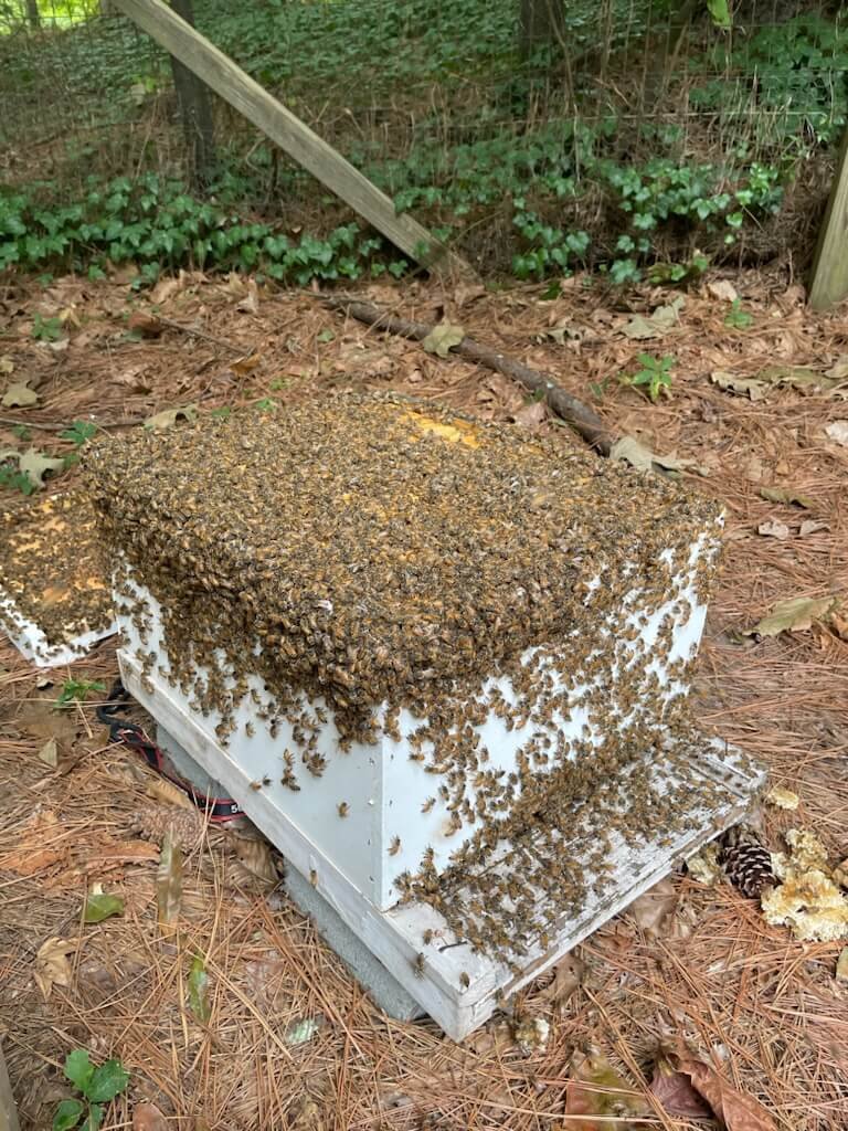 Big Branch Apiary