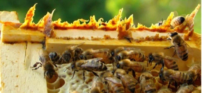Propolis Benefits | Propolis Uses | Honey Bee Propolis — Buddha Bee Apiary