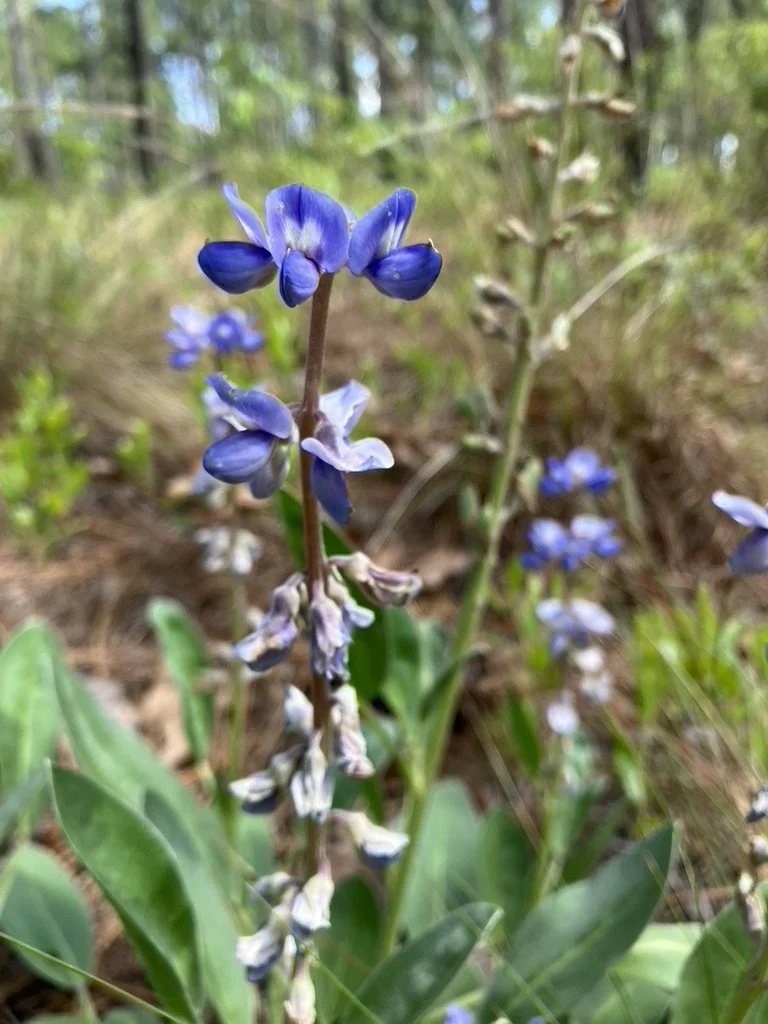 a native Skyblue Lupine (Lupinus diffusus) in the NC Sandhills