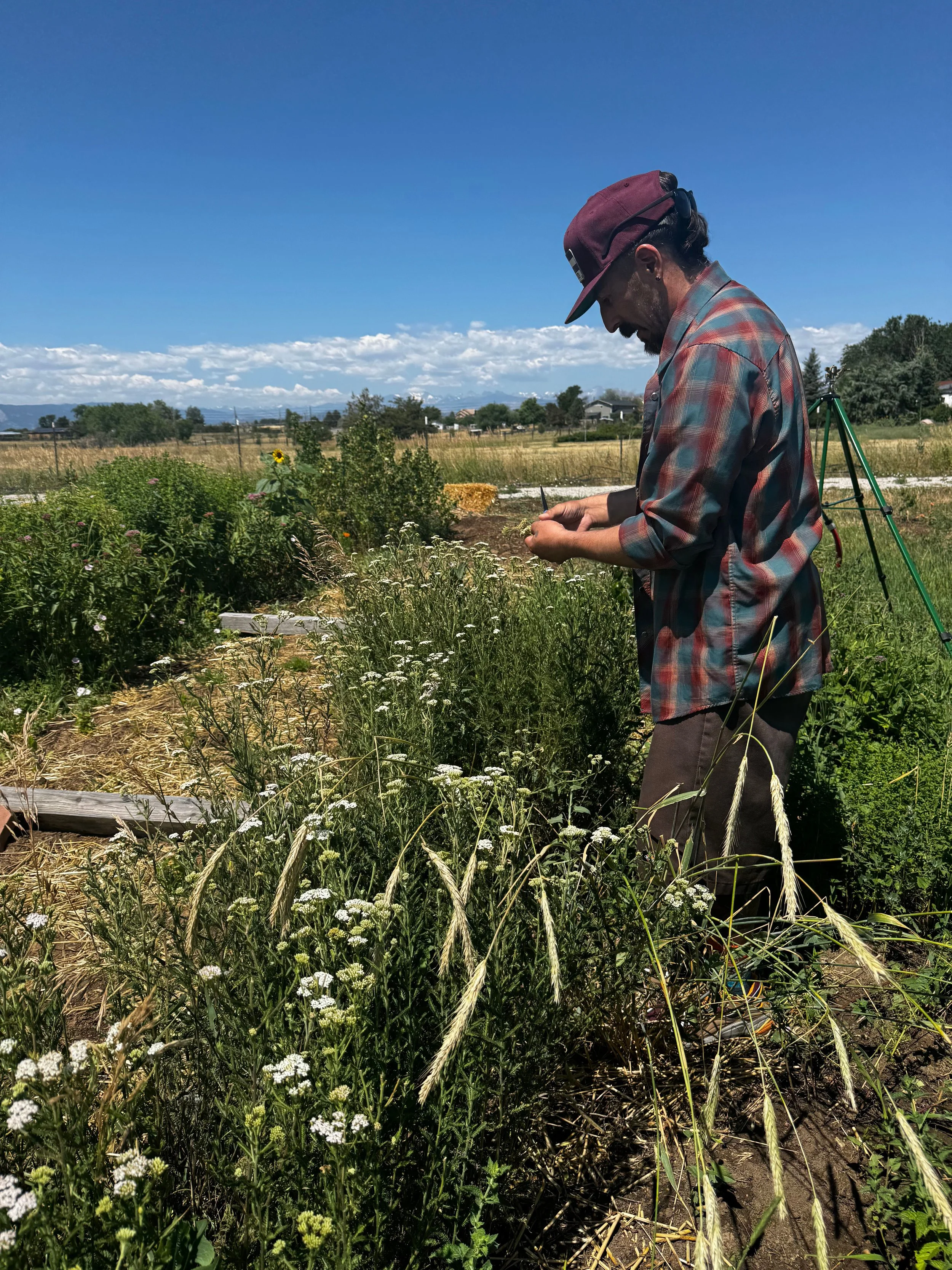 Untitled design (4).jpg