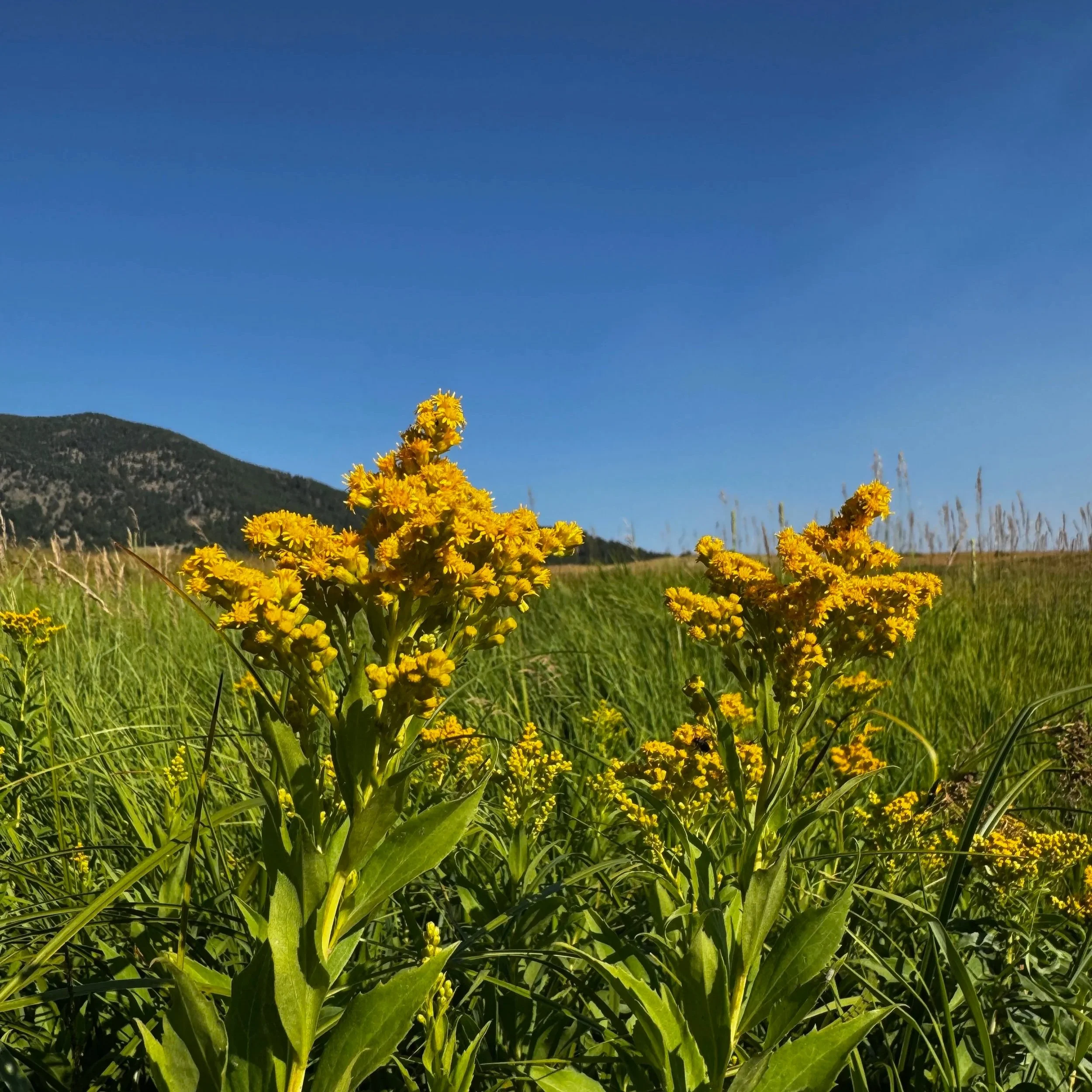 Bioregional Herbs for Skin Healing