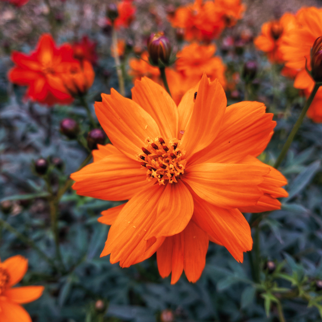 Flower Essences for Brilliance &amp; Resilience