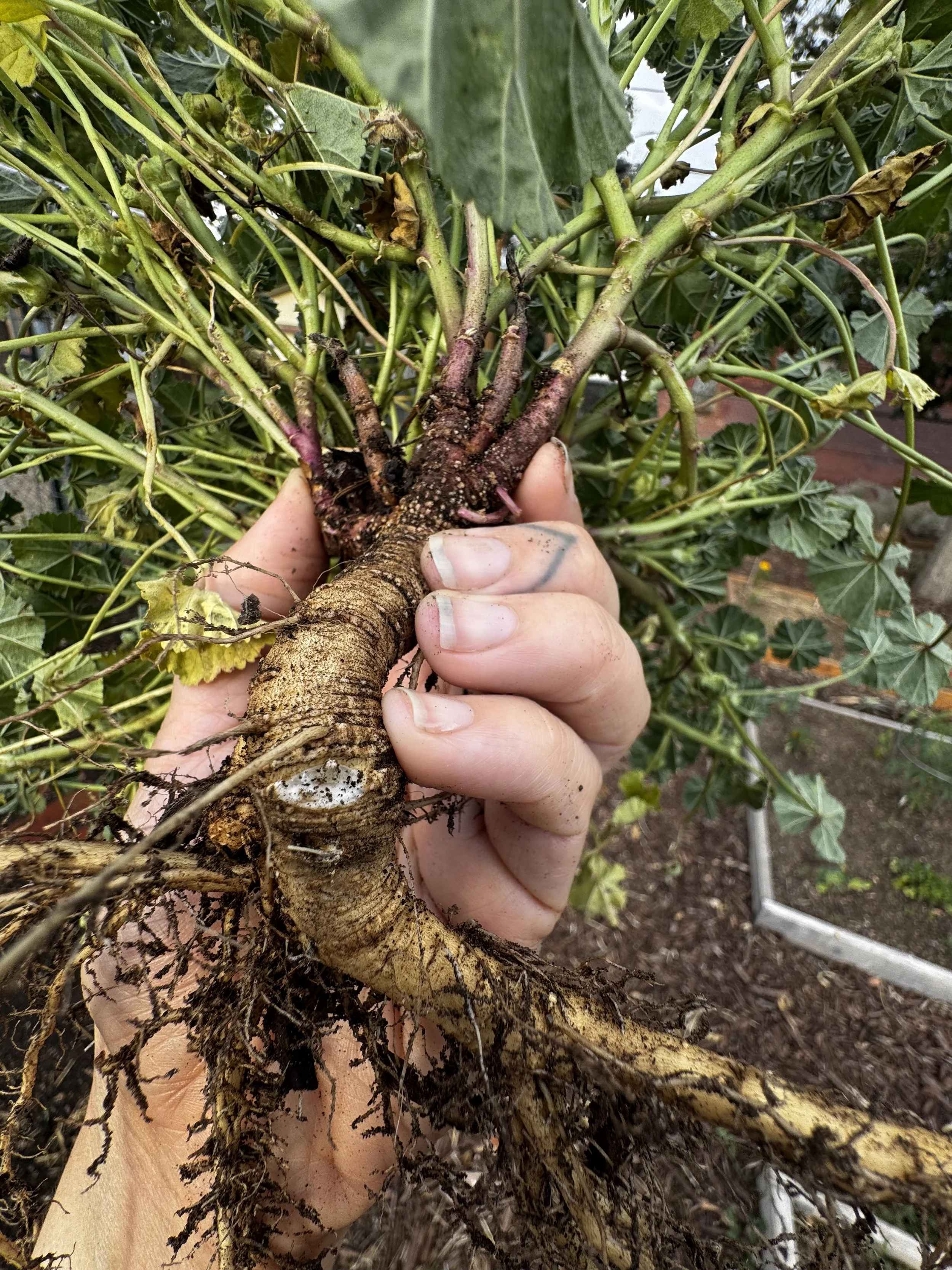 Digging Root Medicine