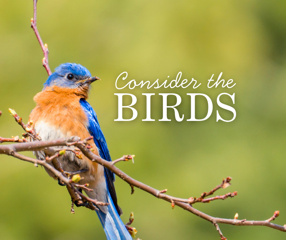 Let’s Consider the Birds