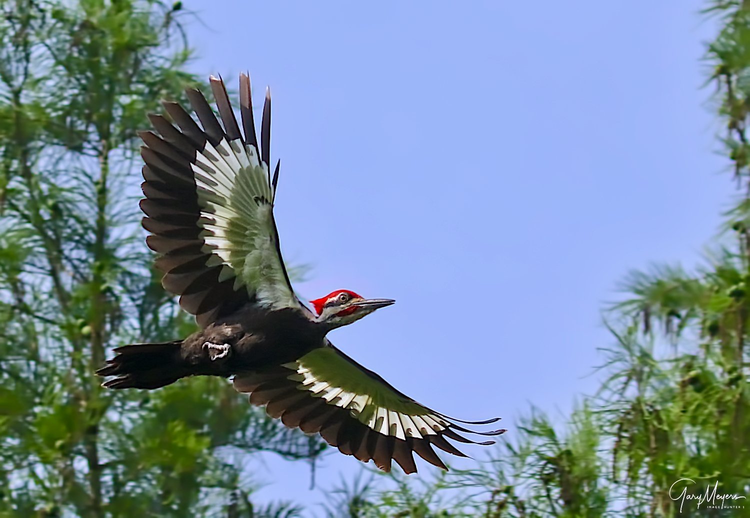 Pileated Woodpecker