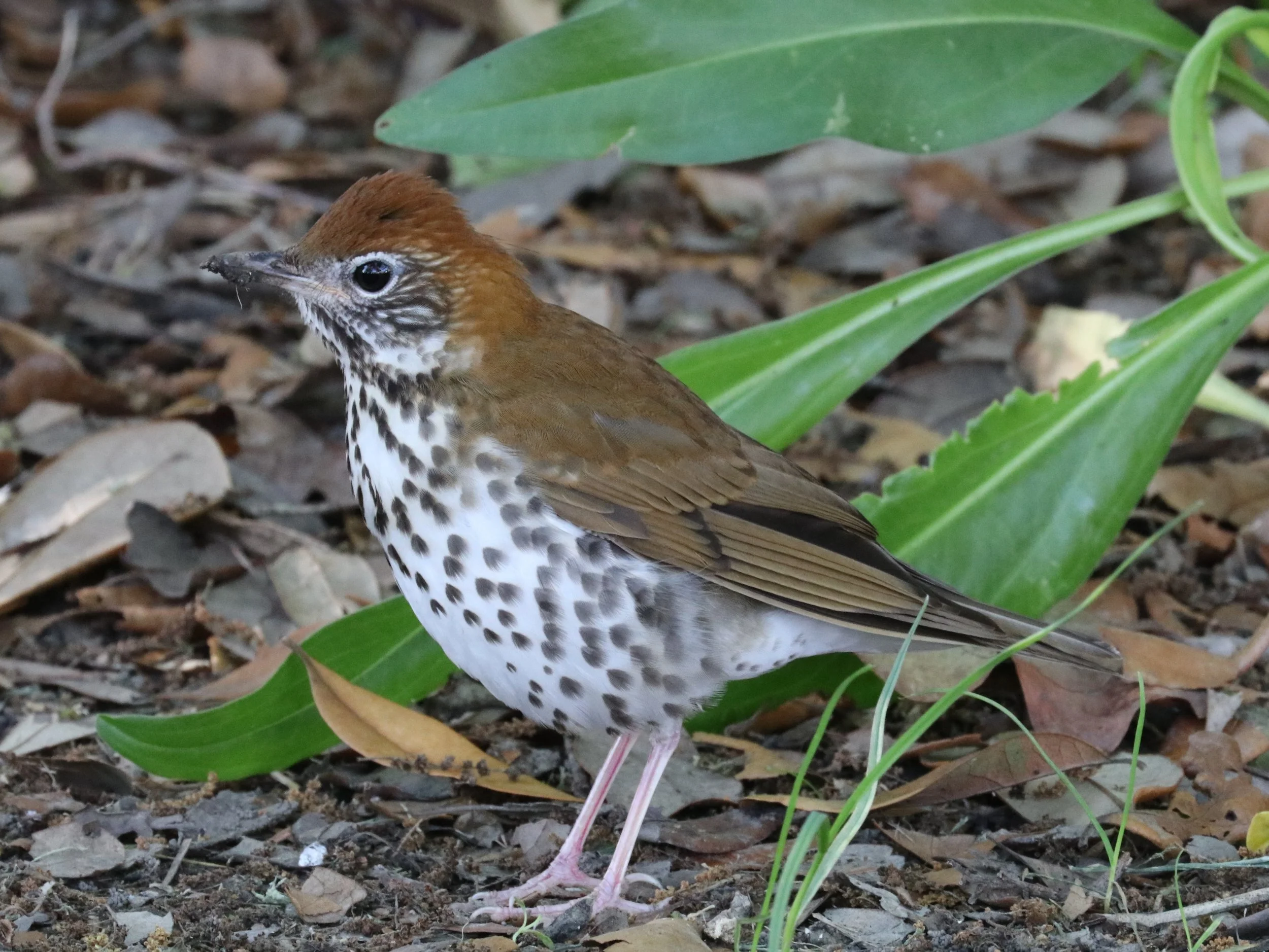 Wood Thrush