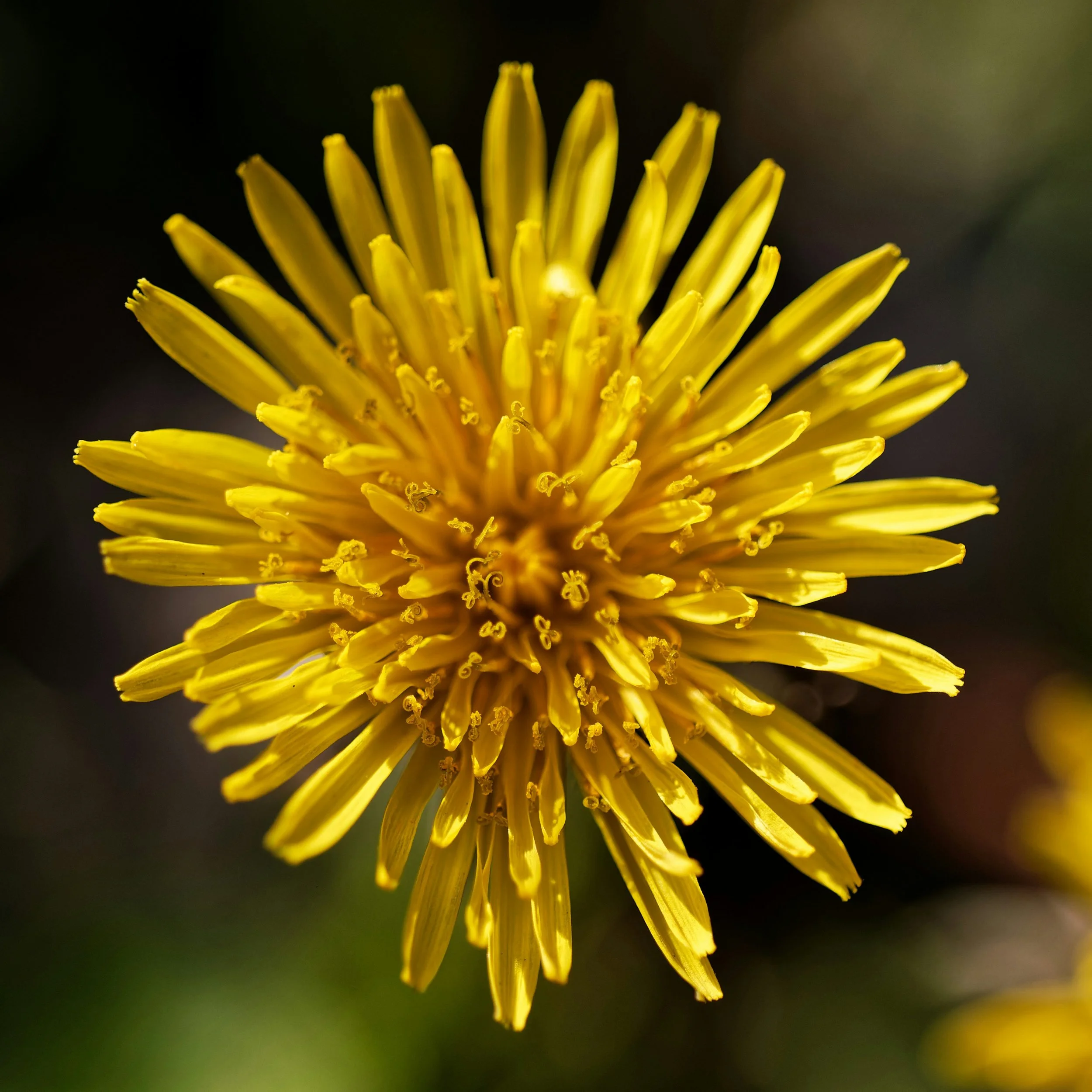 The Dandelion