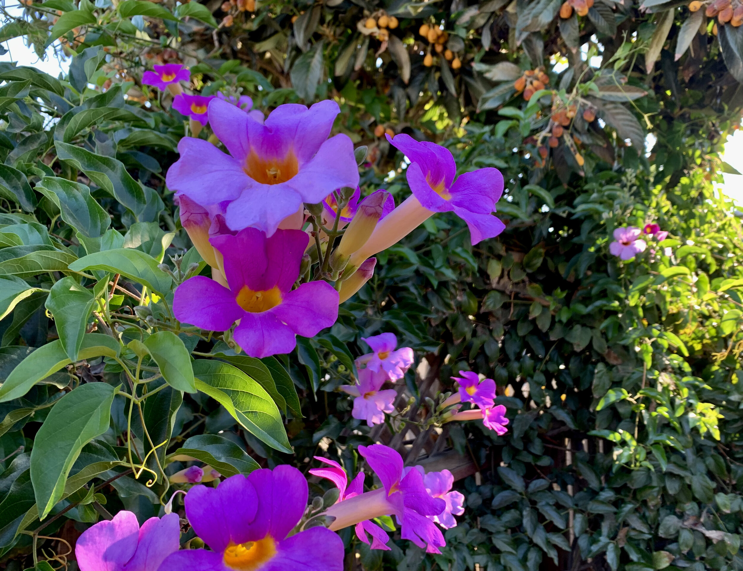 IMG_1614.jpeg