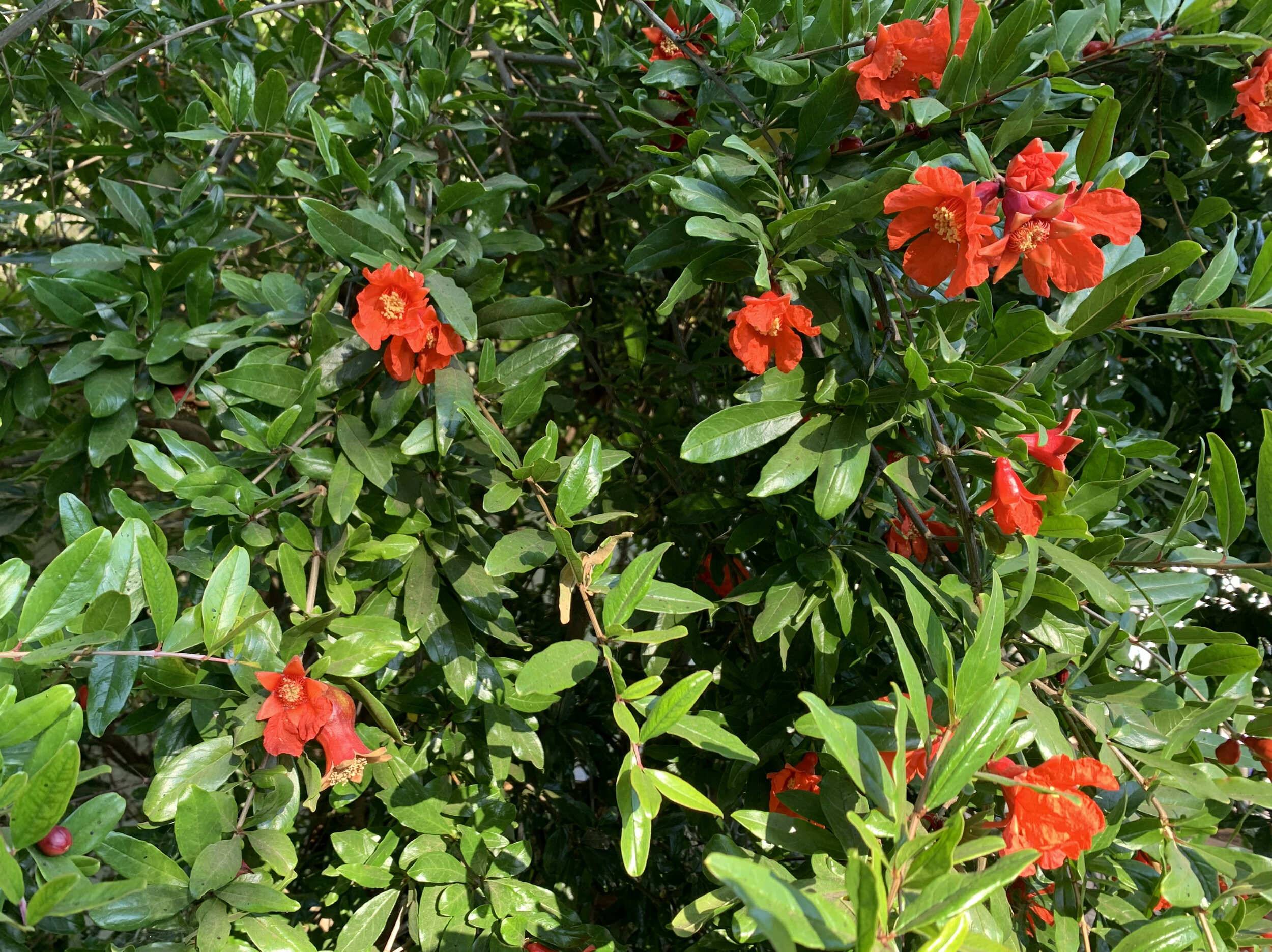 IMG_1612.jpeg