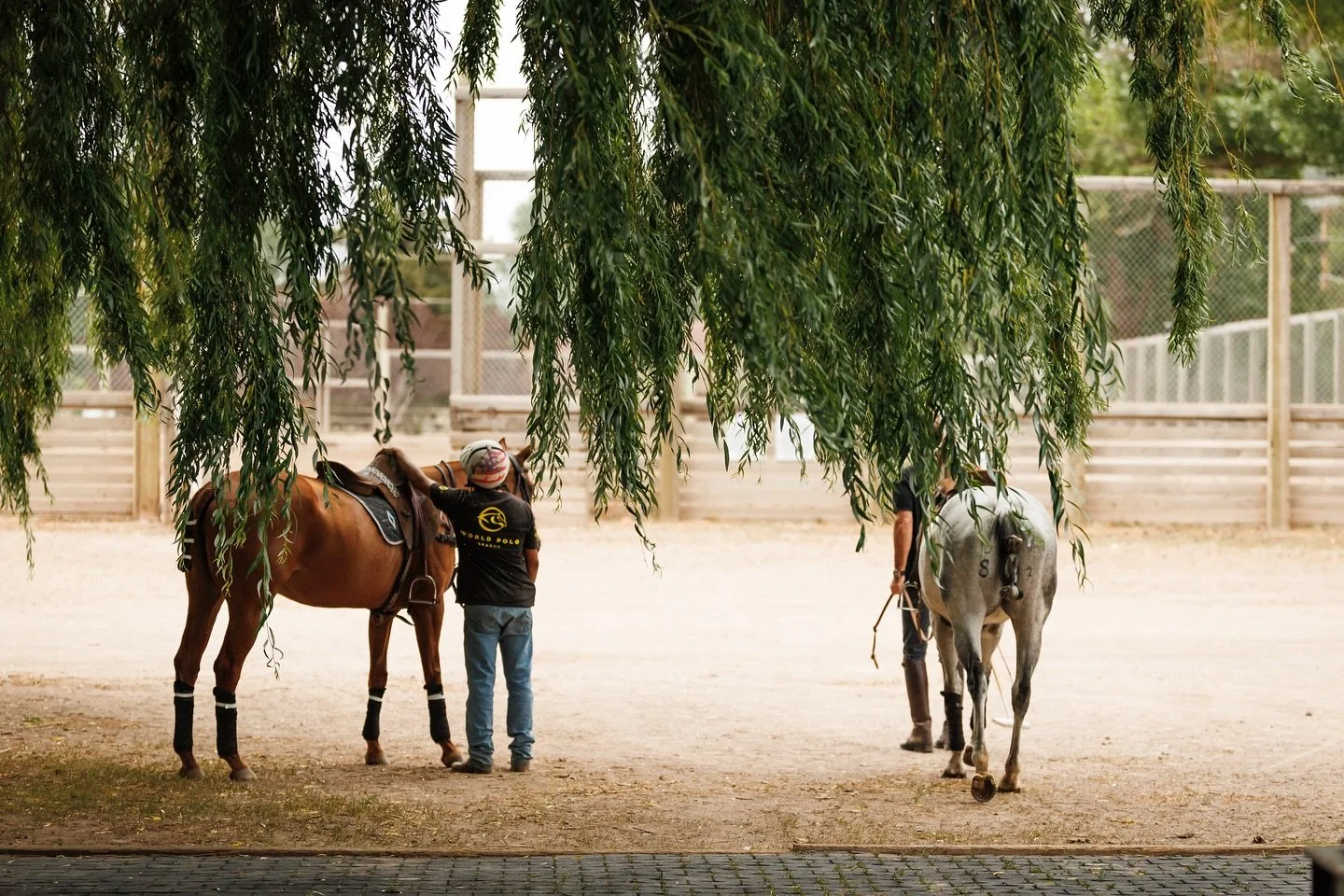 Angles from Aspen this past summer with @rebeccacohendressage 🌄🐴