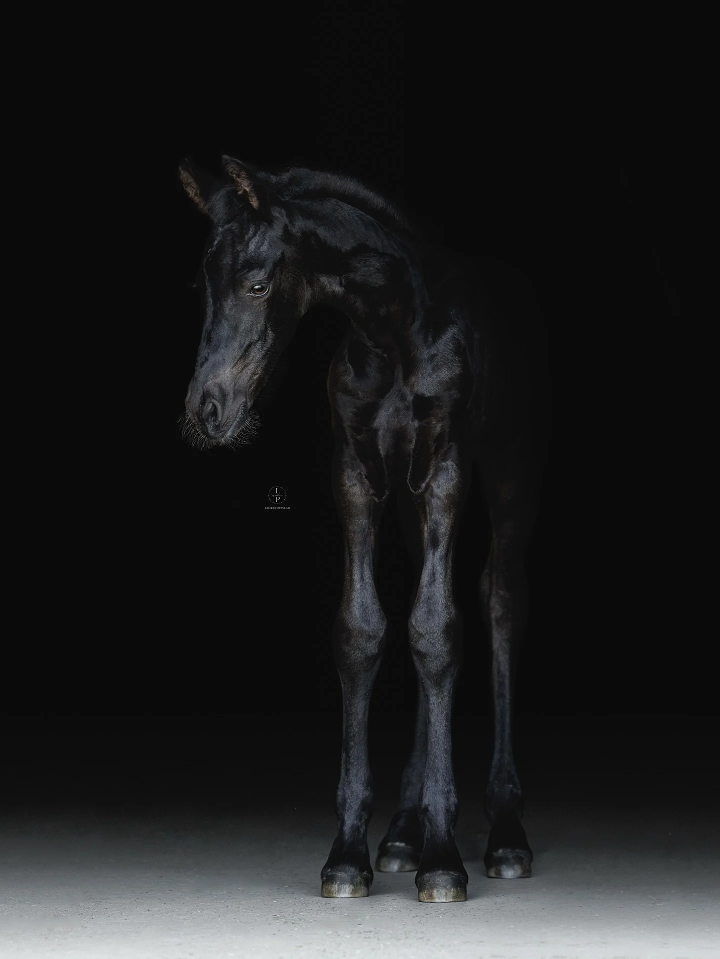 The sweetest Elric Van Barrow 🖤

This handsome colt was only a few days old for his first photoshoot! His confidence and bravery was evident as he zoomed away from his mother, showing us his long legs, and a glimpse of his movement and future talent