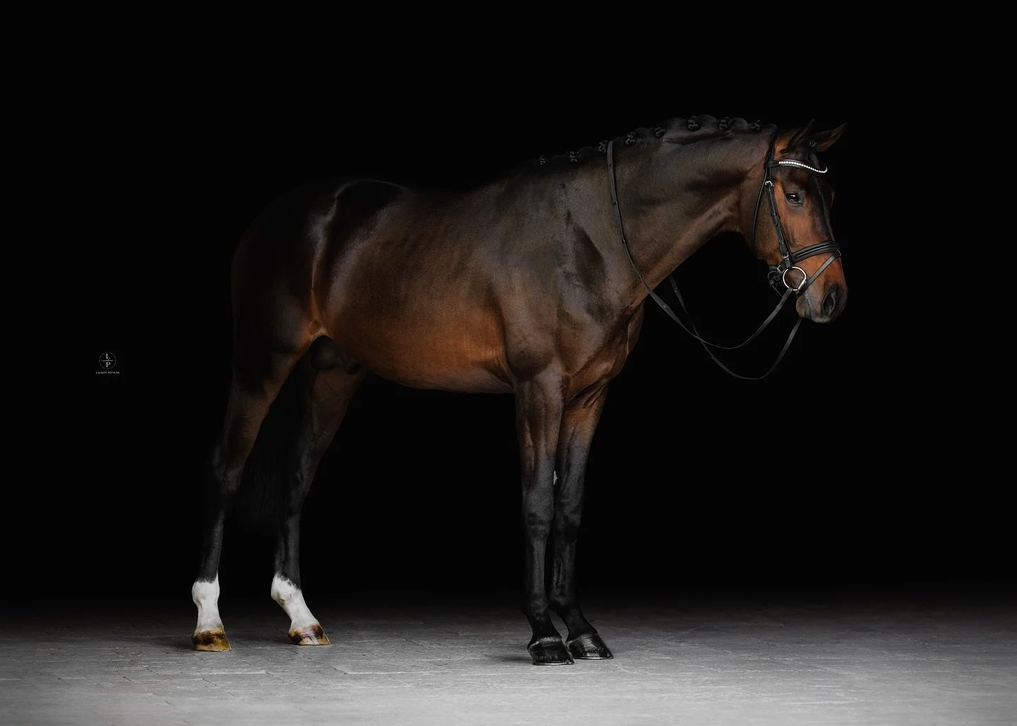 Roman, owned by @cassieschmidtdressage ✨