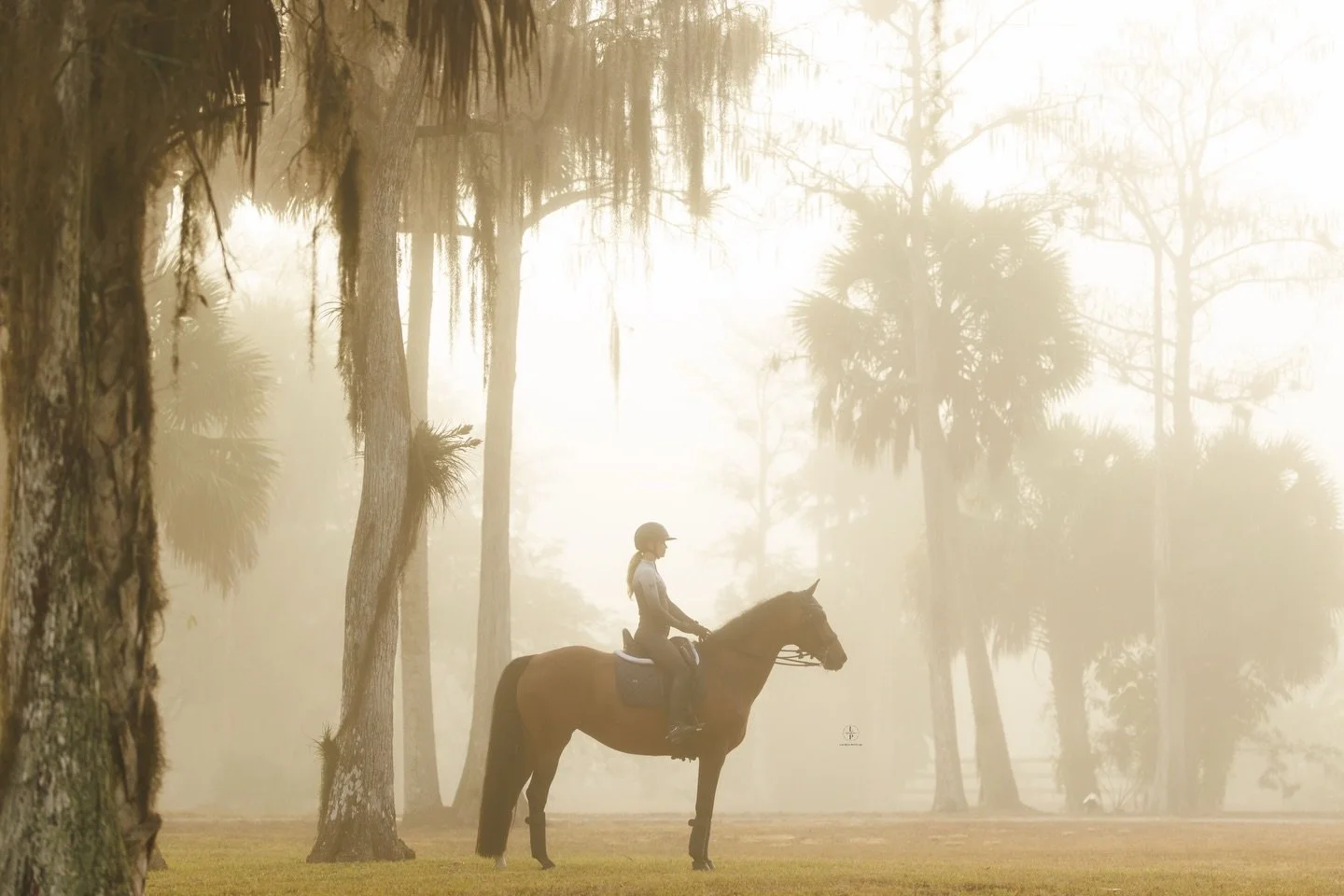 Foggy mornings ☁️