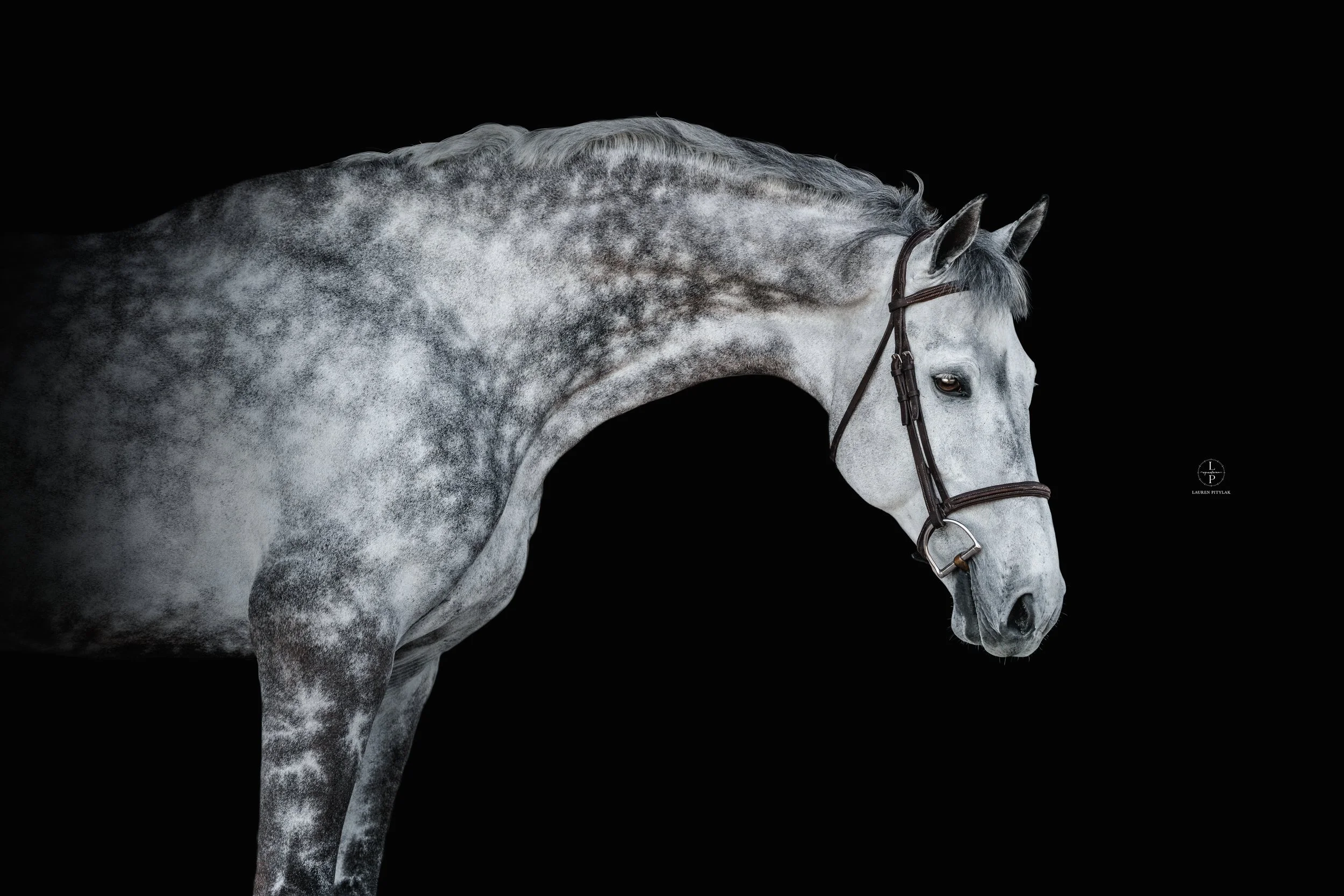 260318_LPEquestrian_Potterfield_BB_WEB-2.jpg