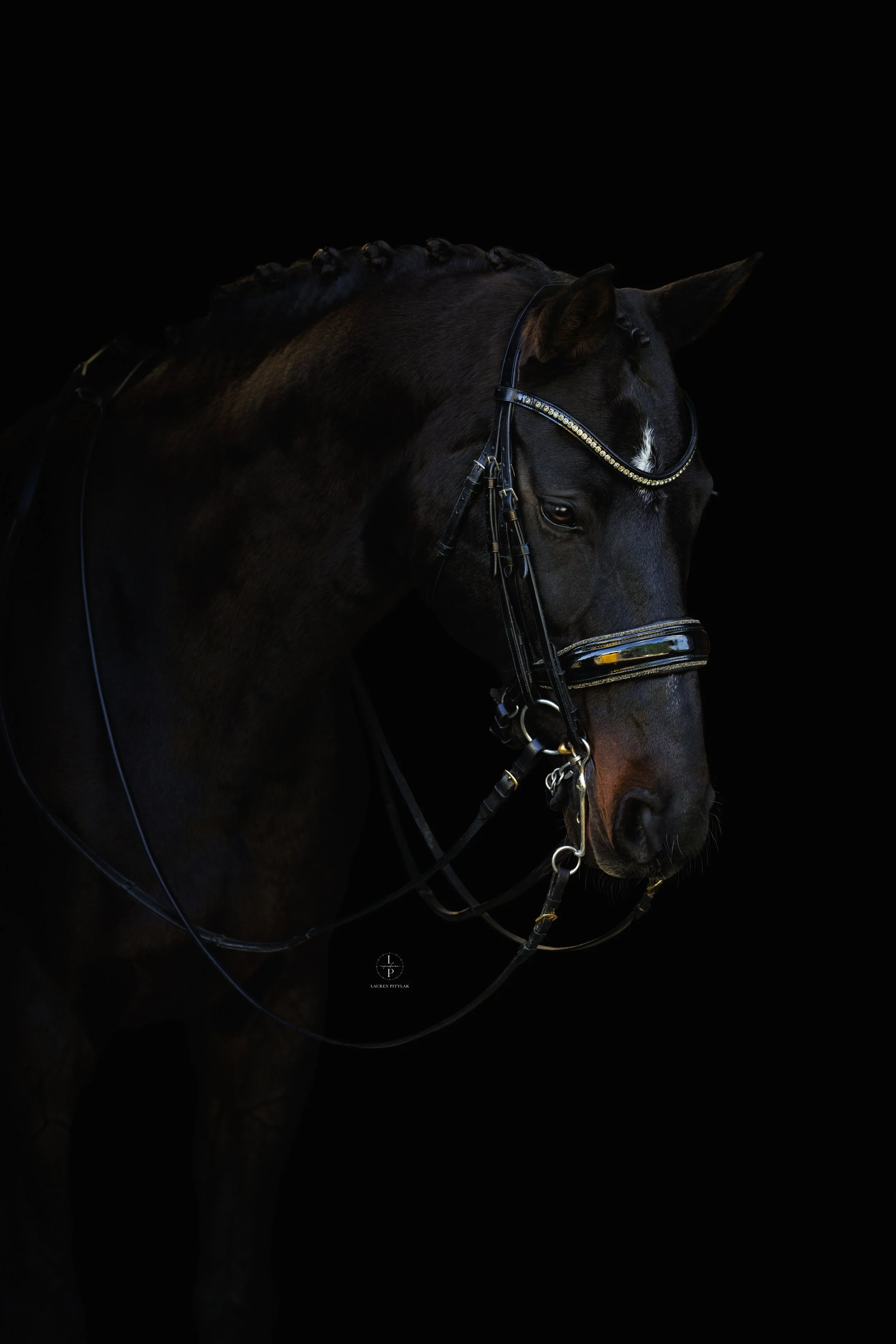 LPEquestrian_2025_AutumnVavrick_BlackBackgrounds_SM-3.jpeg