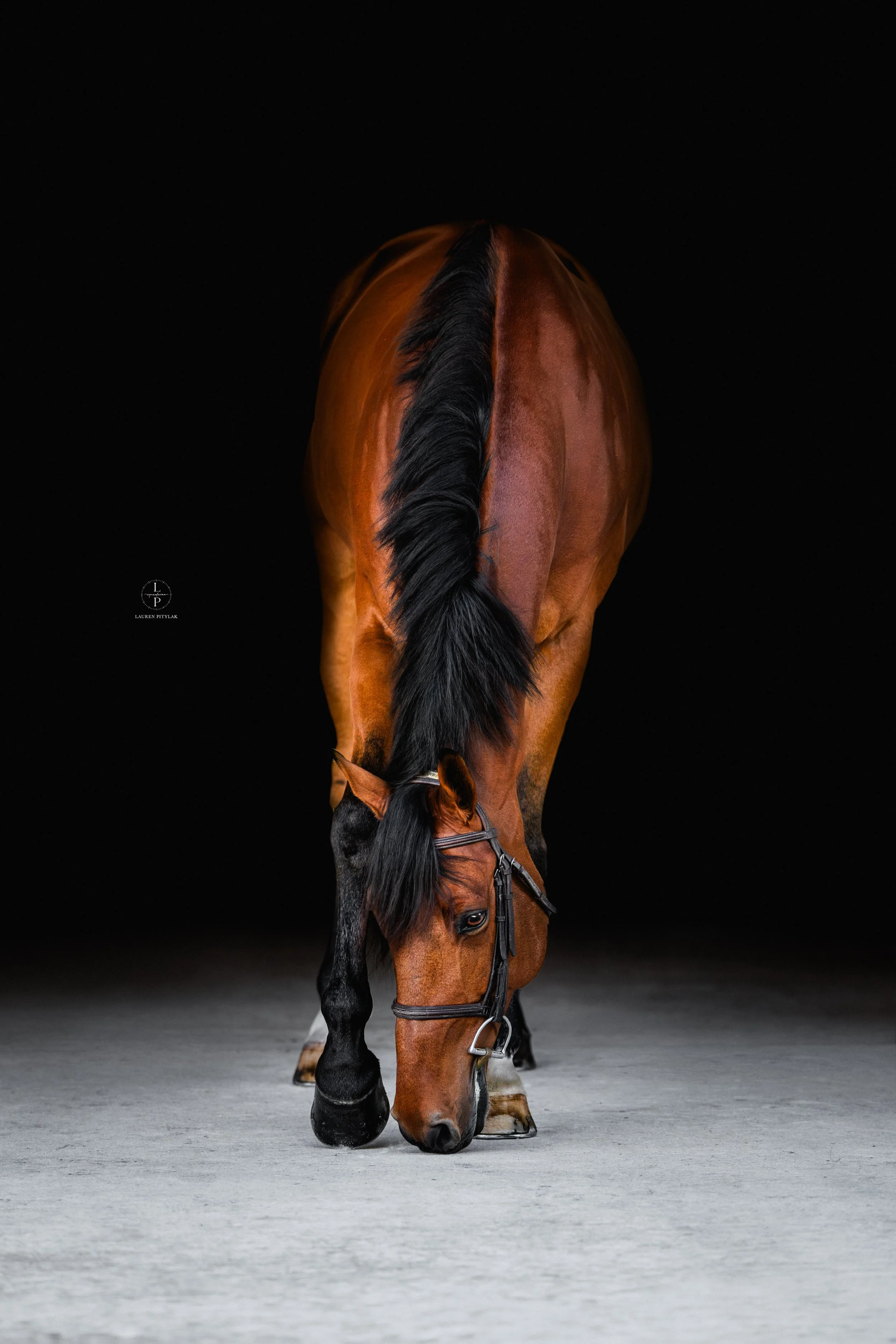 260318_LPEquestrian_Potterfield_BB_WEB-7.jpg