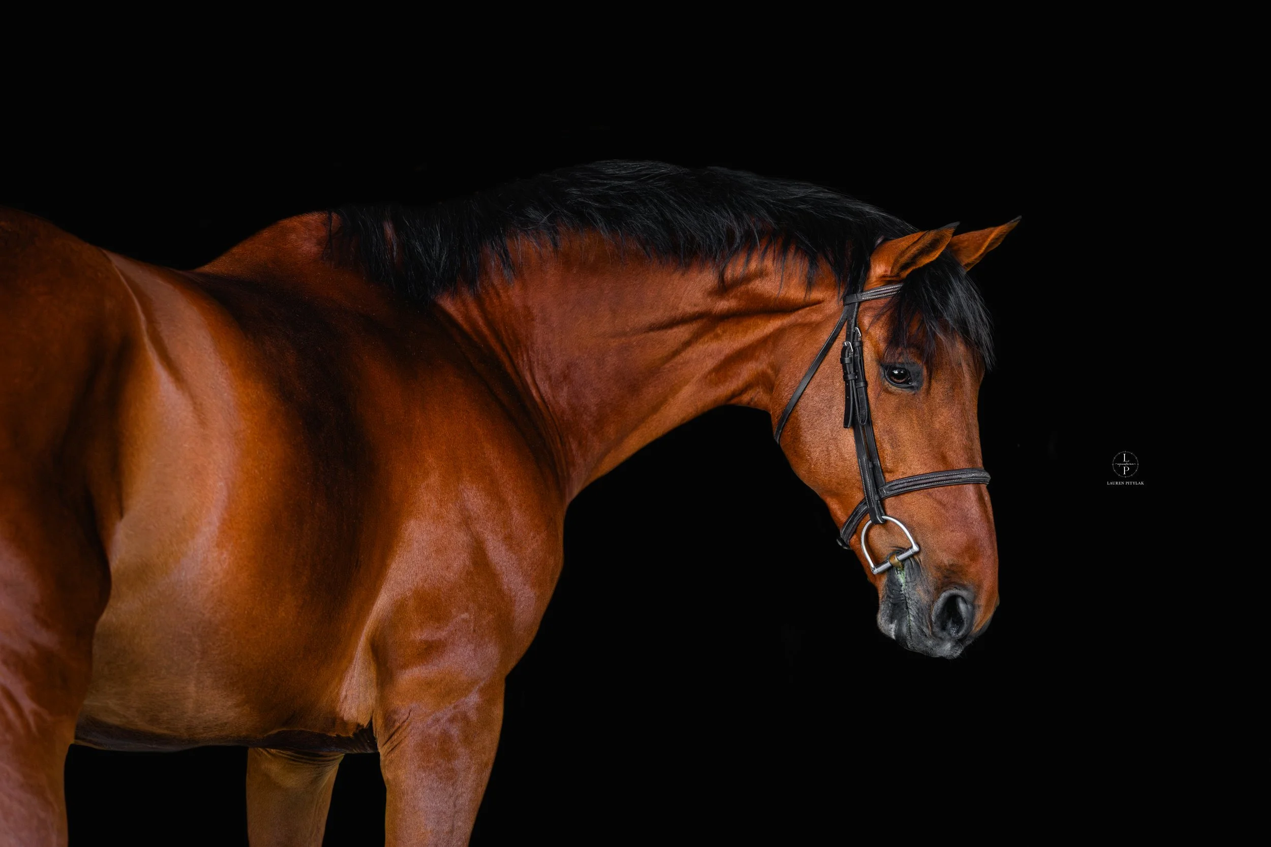 260318_LPEquestrian_Potterfield_BB_WEB-1.jpg