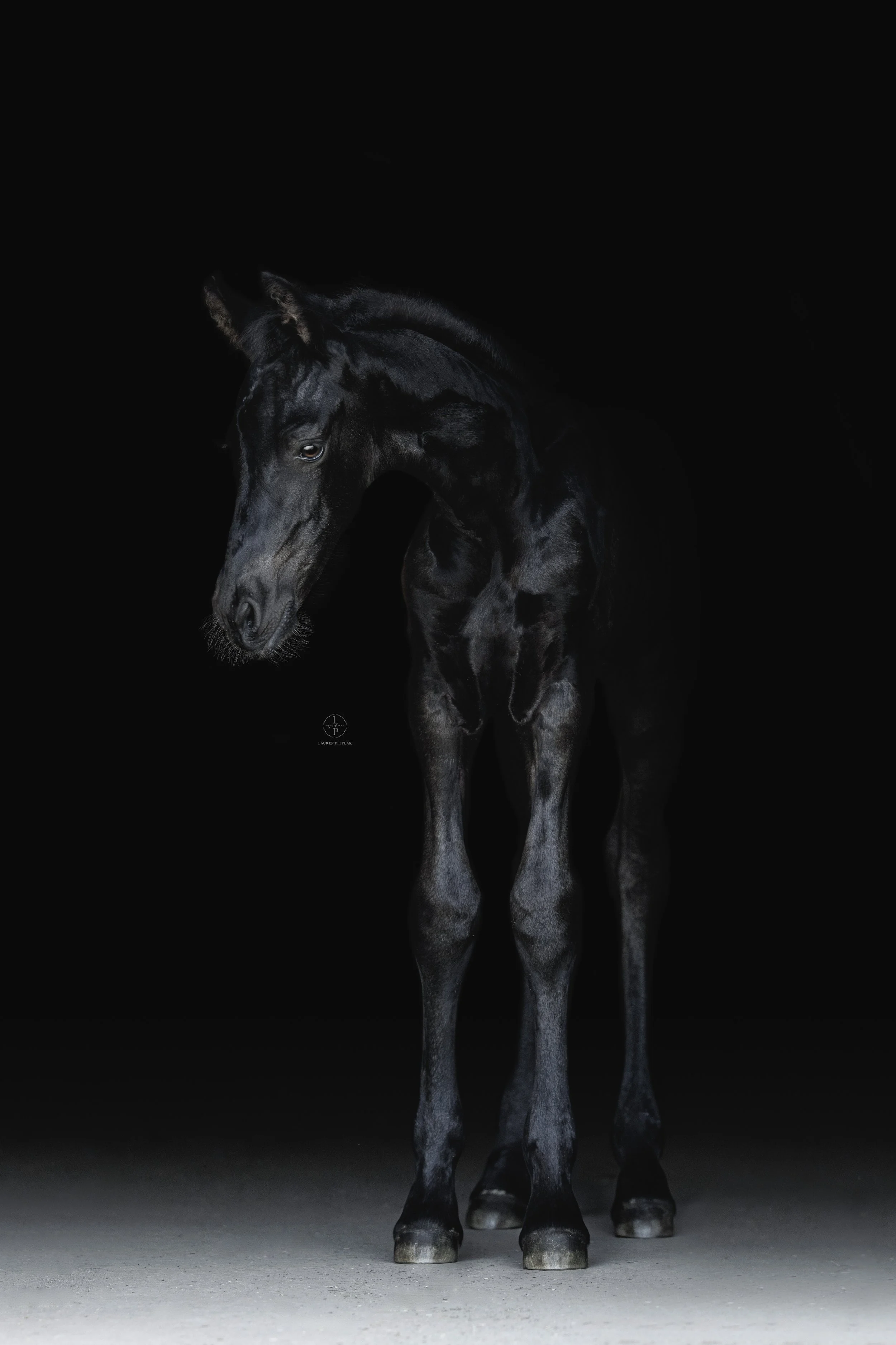 LPEquestrian_6-23-25_Elric-6.jpeg