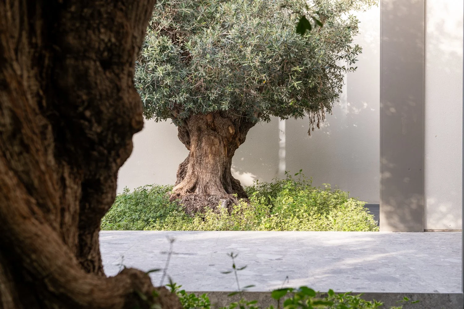 Olive and Stone