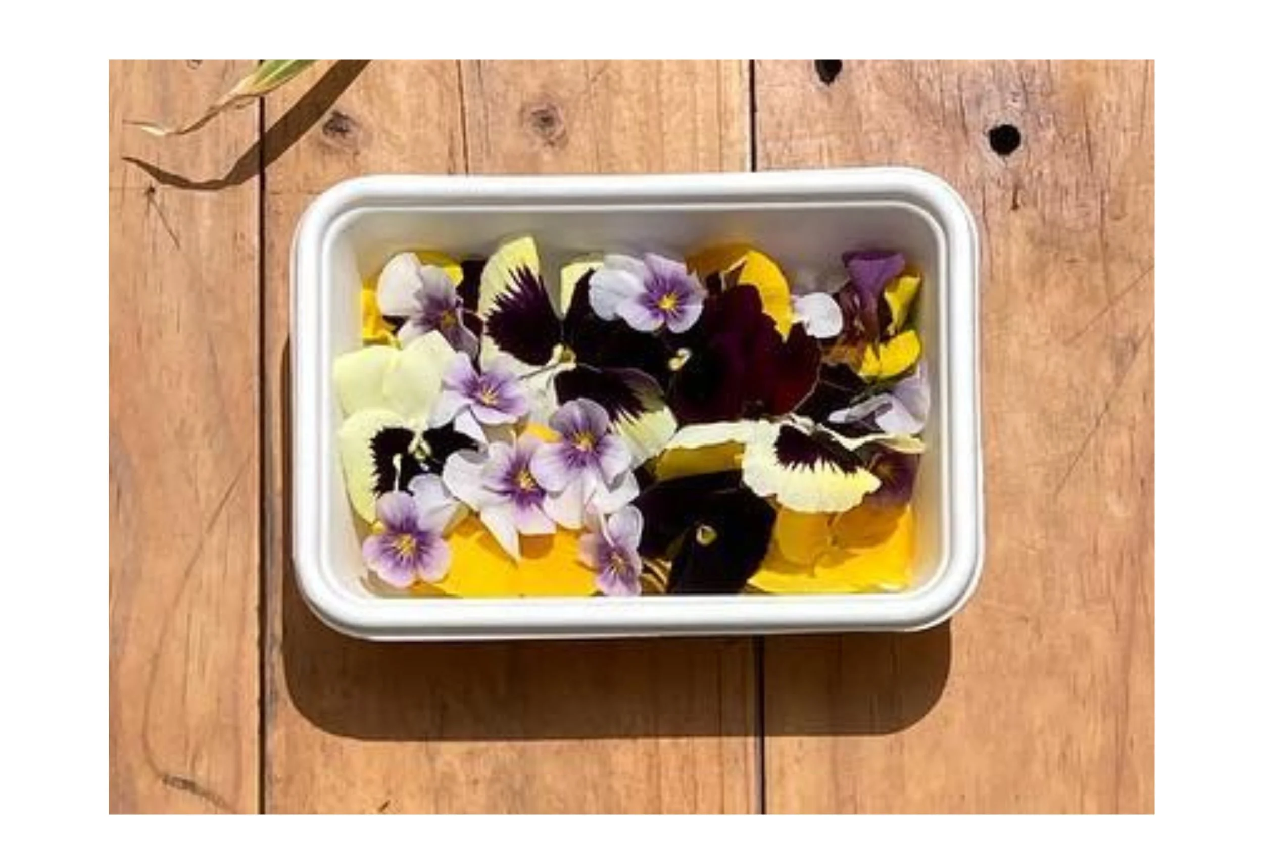 Edible flowers — Broom and Brine garden farm Allens Rivulet Hobart Tasmania
