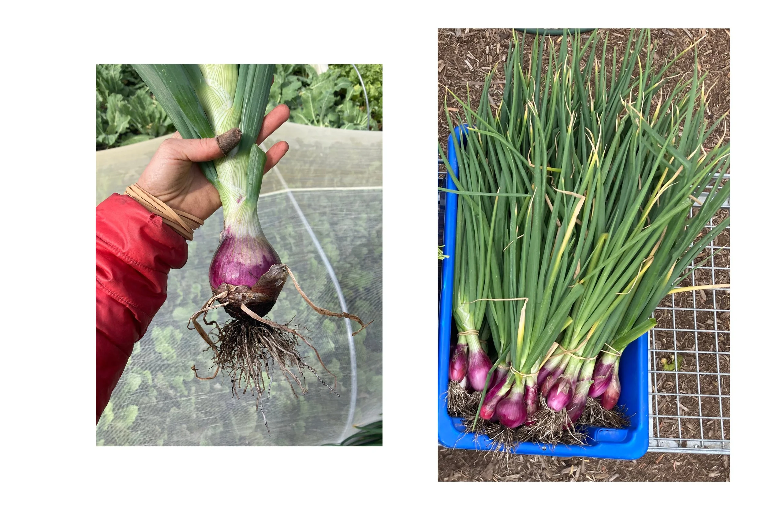 Tropea onions