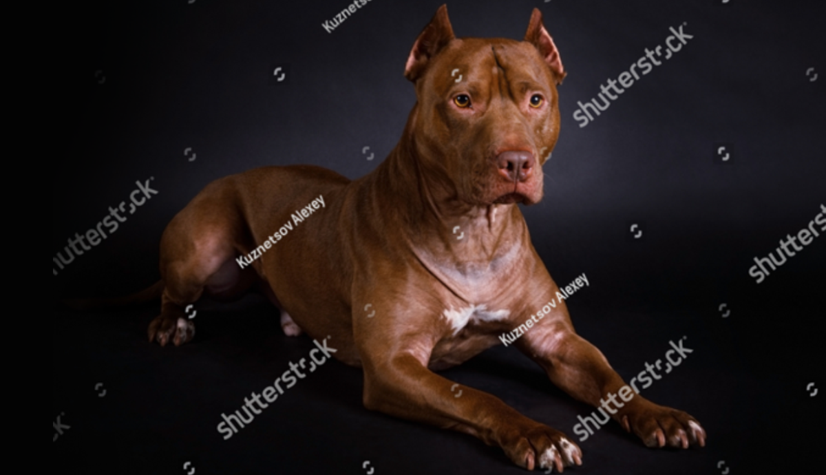 amezon-left-img.png