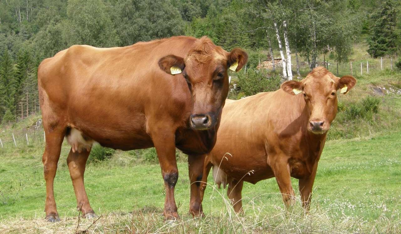 raser-urfe