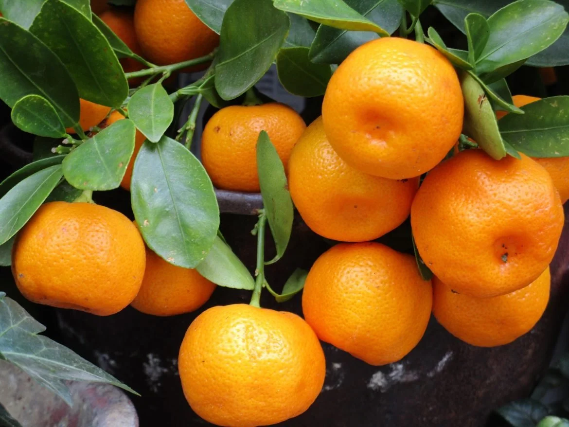 Japanese fruit in London