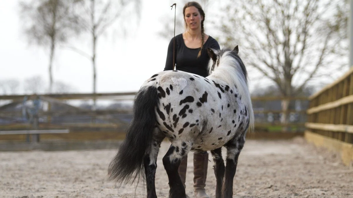 Instructeursopleiding Human Horse Human Horse Academy