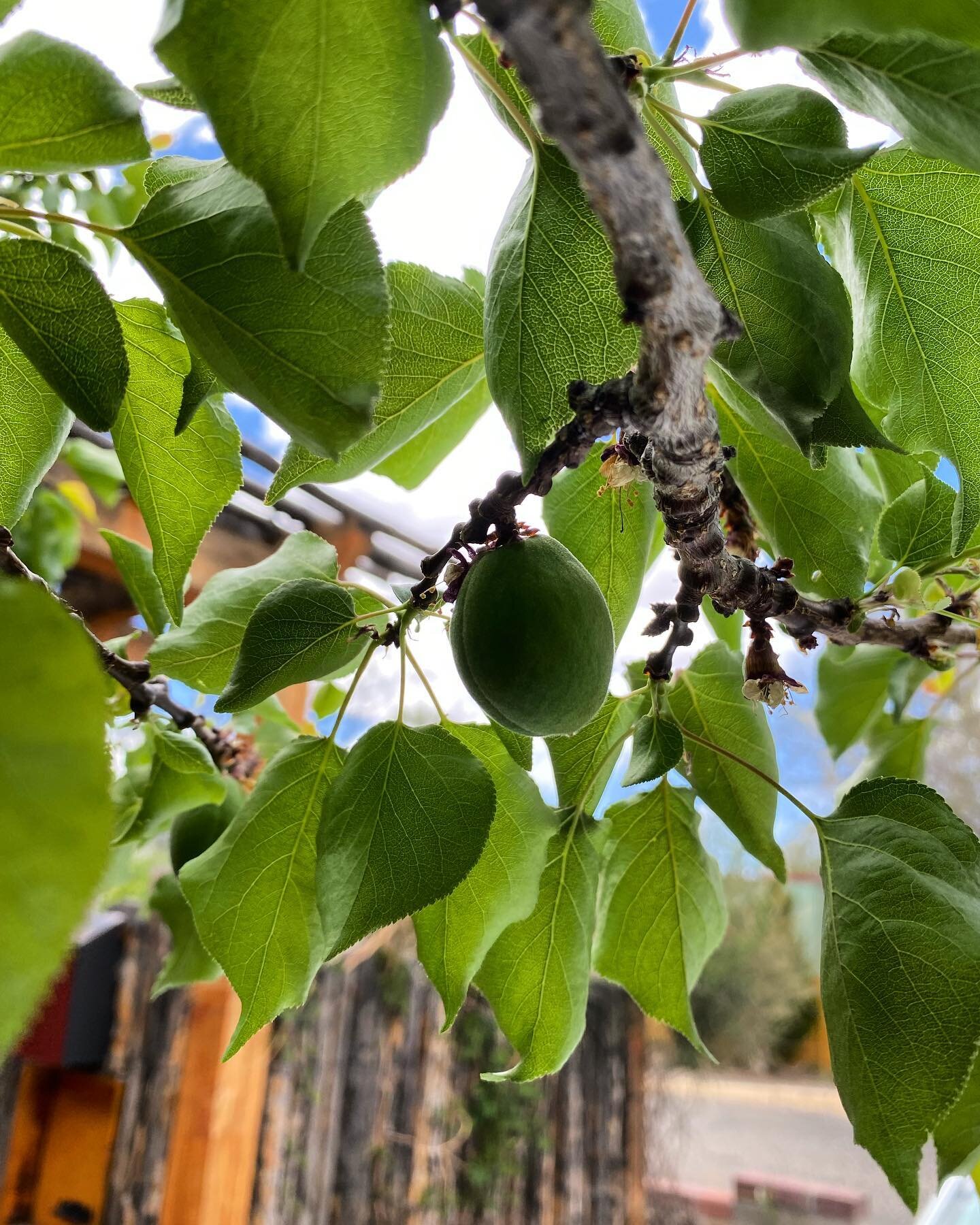 Might be another good year for Apricots 🥰