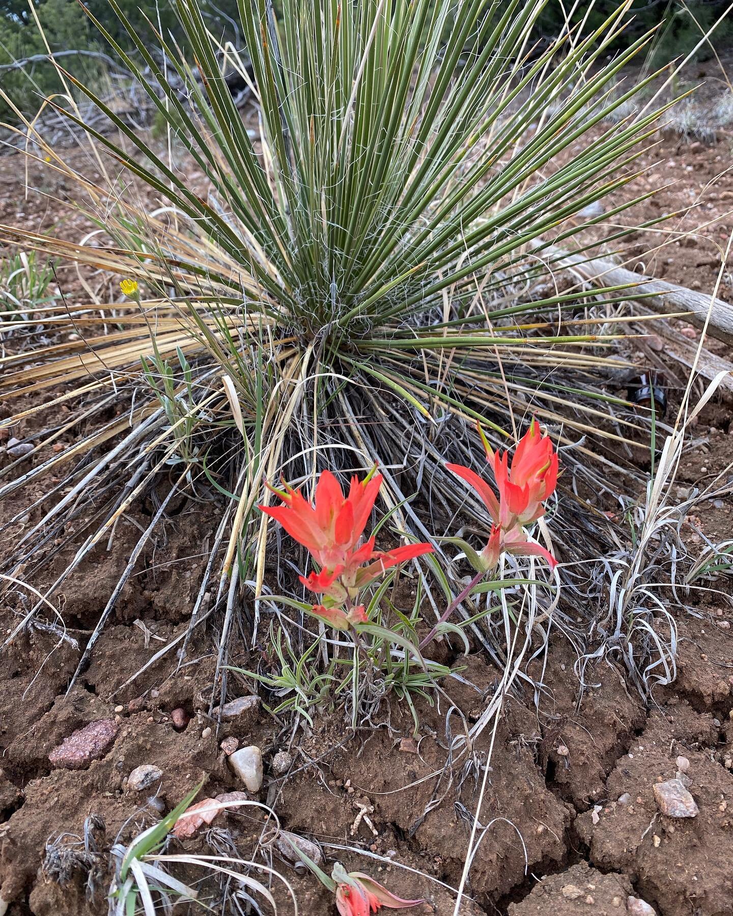 All the lovely wildflowers on our walks are simply amazing, life grows out of the desert surprisingly abundant during the rainy season