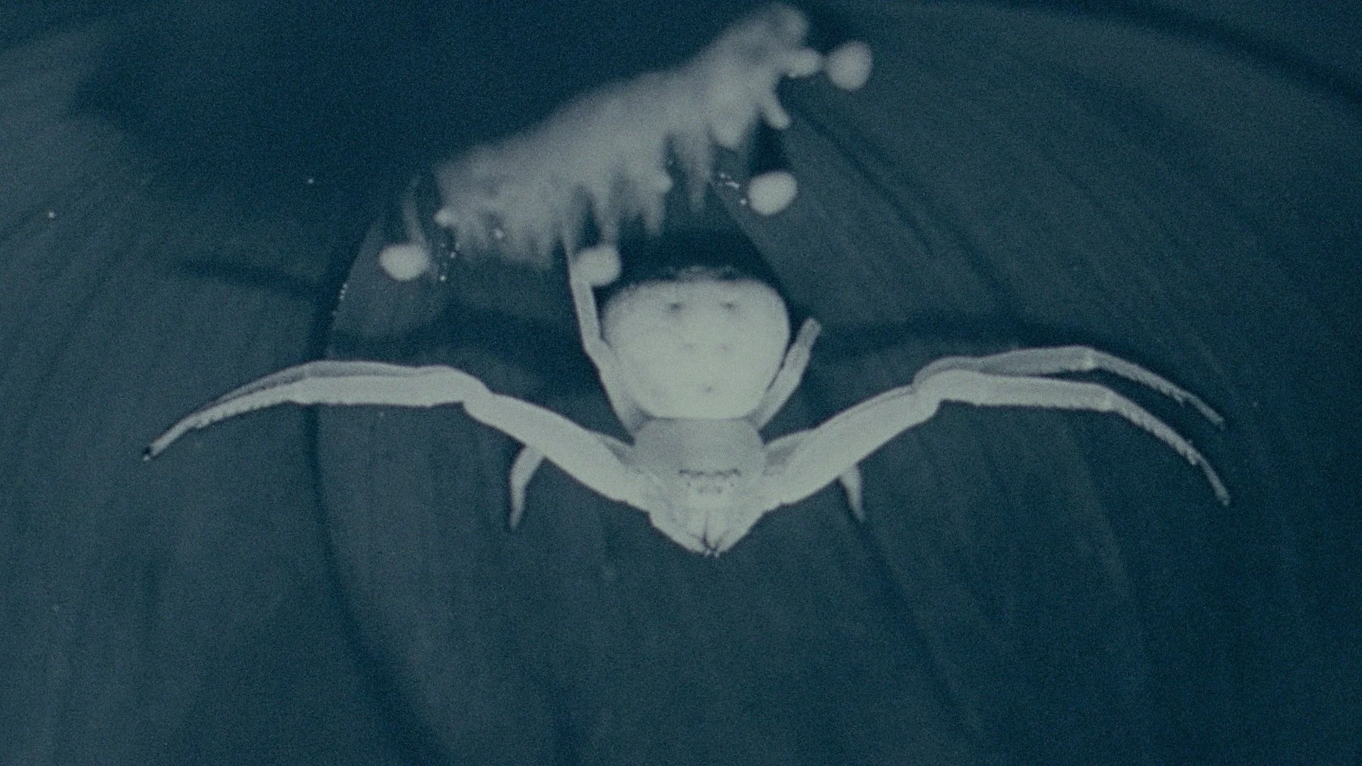 Gossamer_Stills_07.jpg
