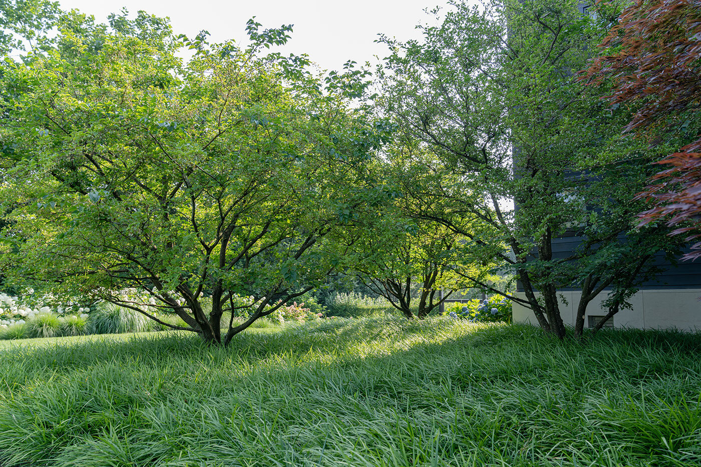 Bill_Miller_Associates_Hamptons_Landscaping_Tree_company_0181-1.jpg