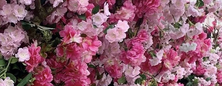 Pink Flowers.jpg