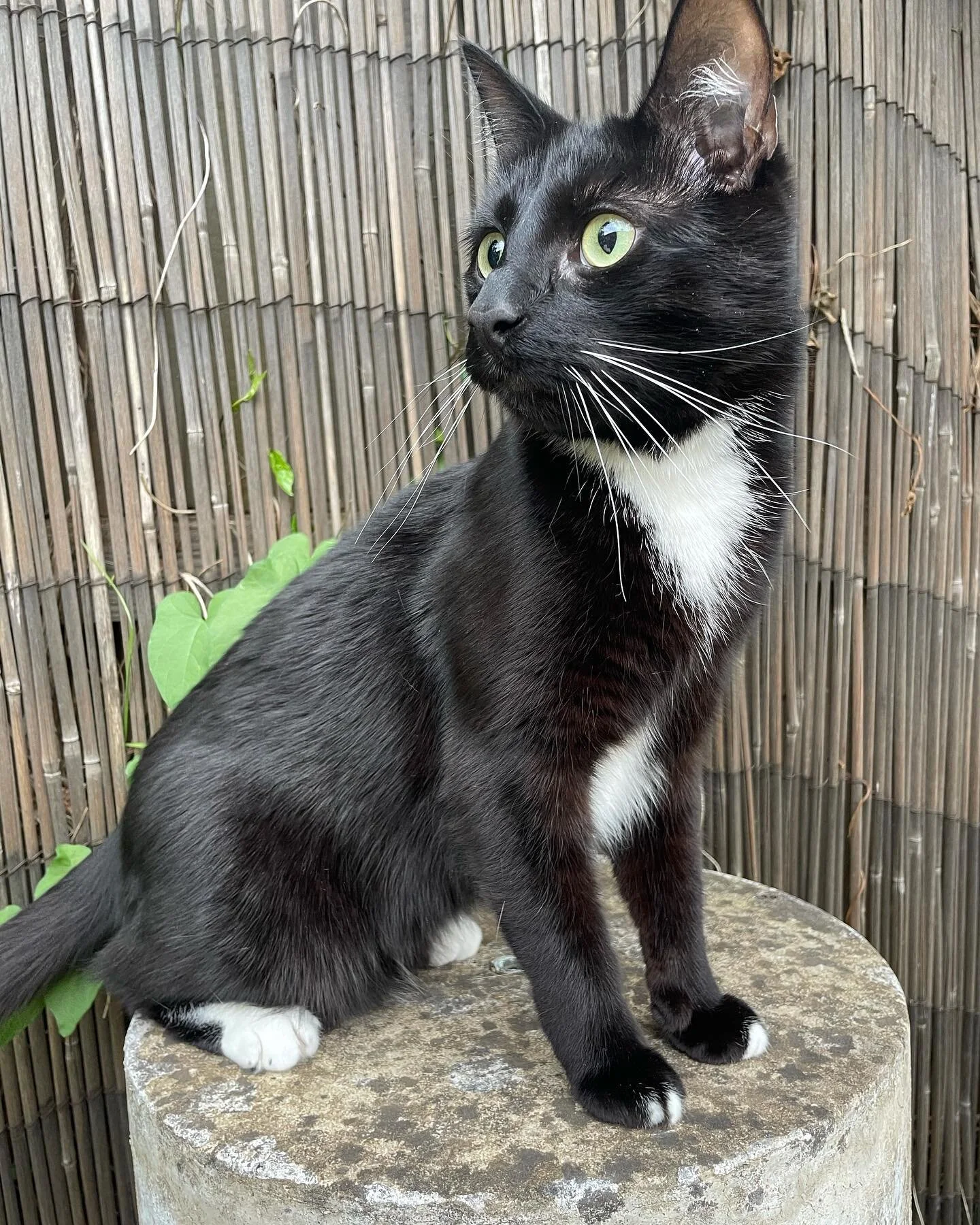 Just a heads up, Ringwood... We will still be opening normal hours during lockdown but for TAKEAWAY ONLY. We hope you all stay safe and well 🥰

P.S. Next time you pop in, make sure you keep an eye out for a framed photo of this cheeky fella (his nam