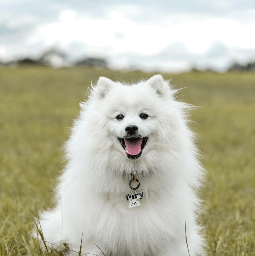A fluffy white dog with a happy expression sitting outdoors on grass, wearing a collar with a tag that says 'Puppy'.