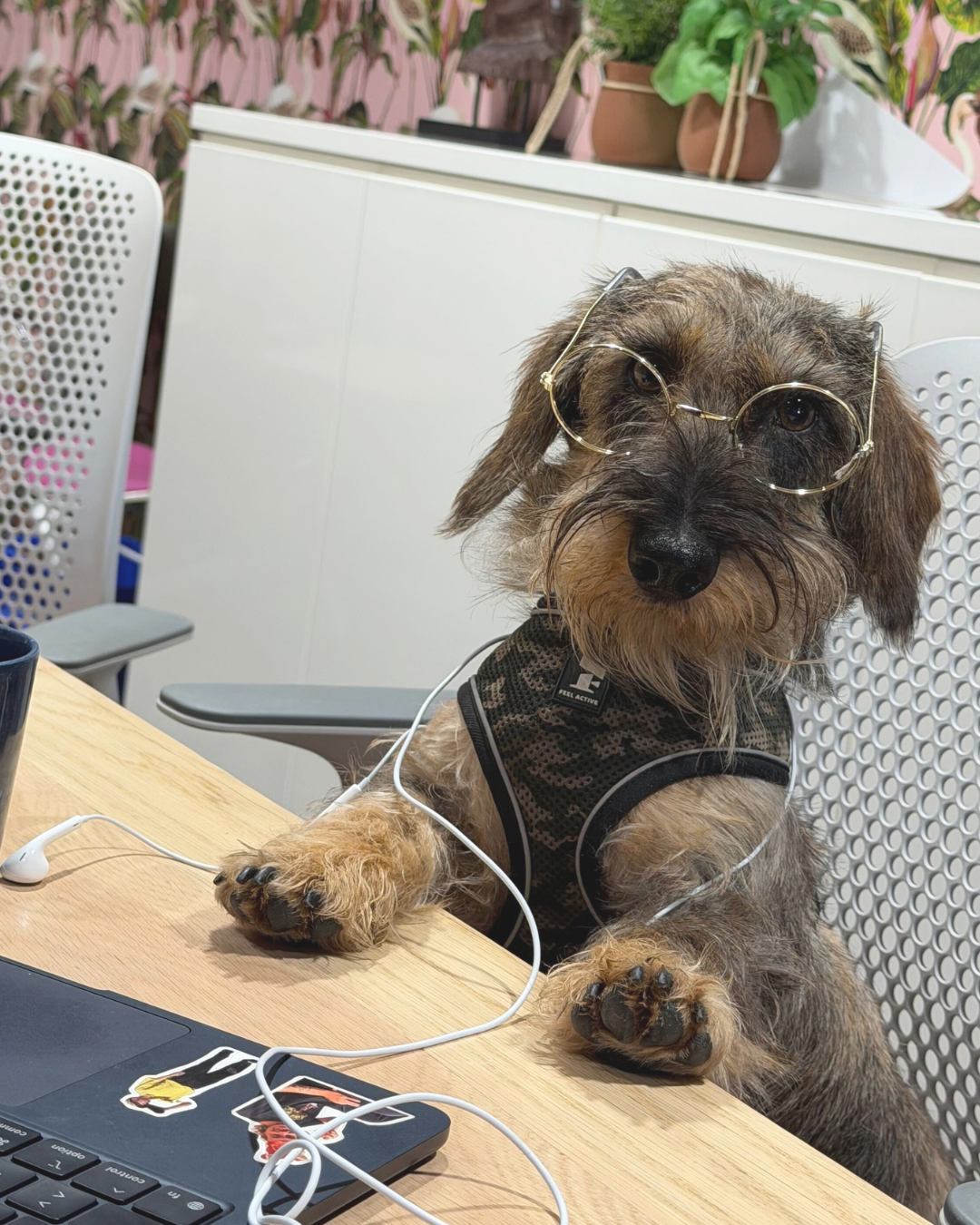 Paavo 
Senior Treat Strategist 
