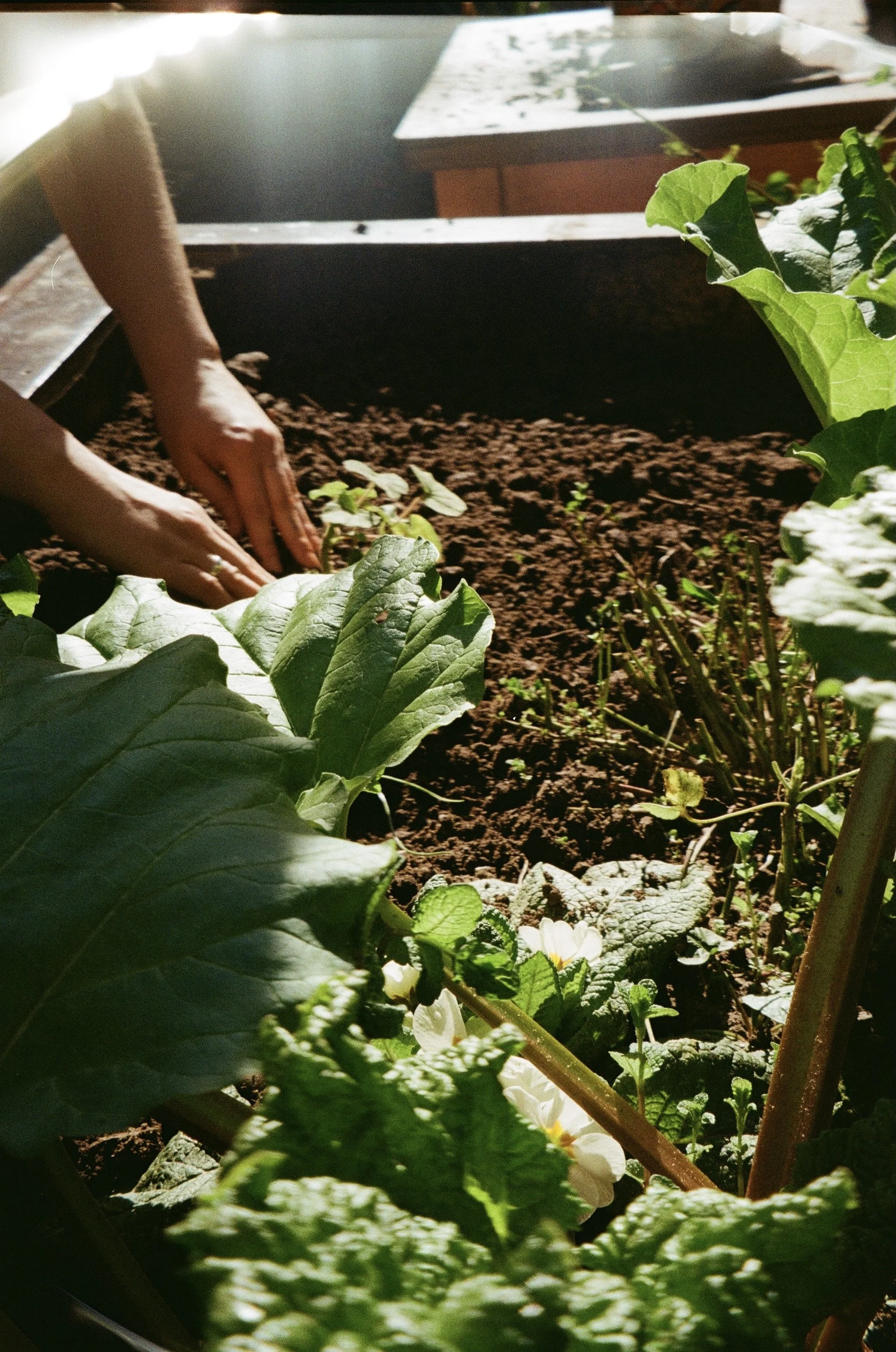 Wet Patch [Gardening Group] - Organising meeting 
